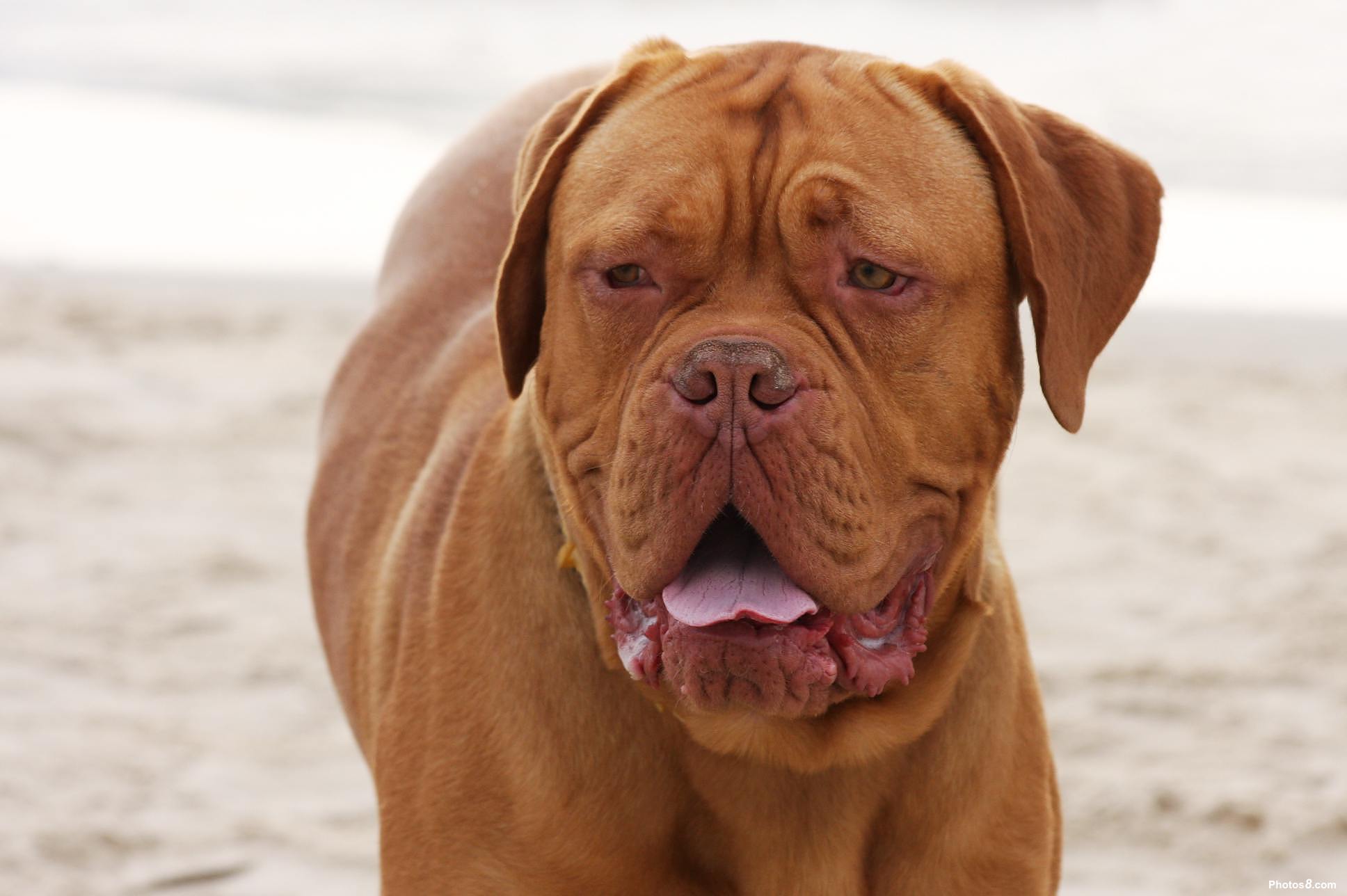 Dogue De Bordeaux Wallpapers