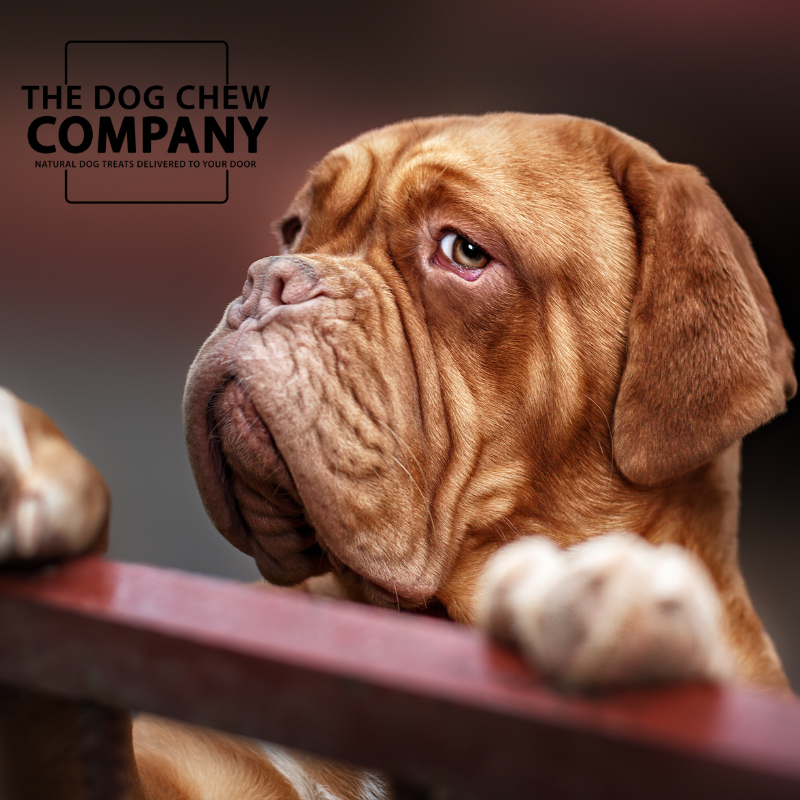 Dogue De Bordeaux Wallpapers