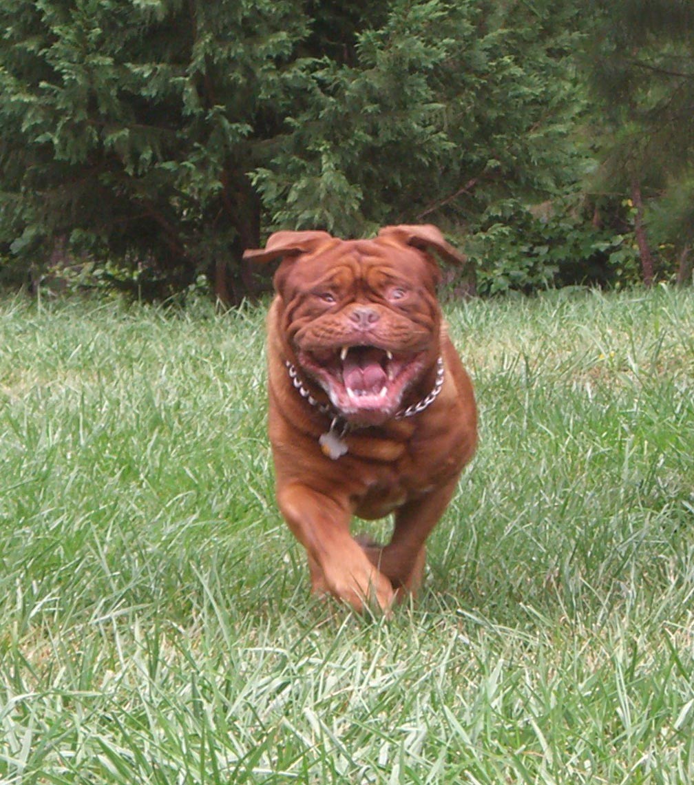 Dogue De Bordeaux Wallpapers