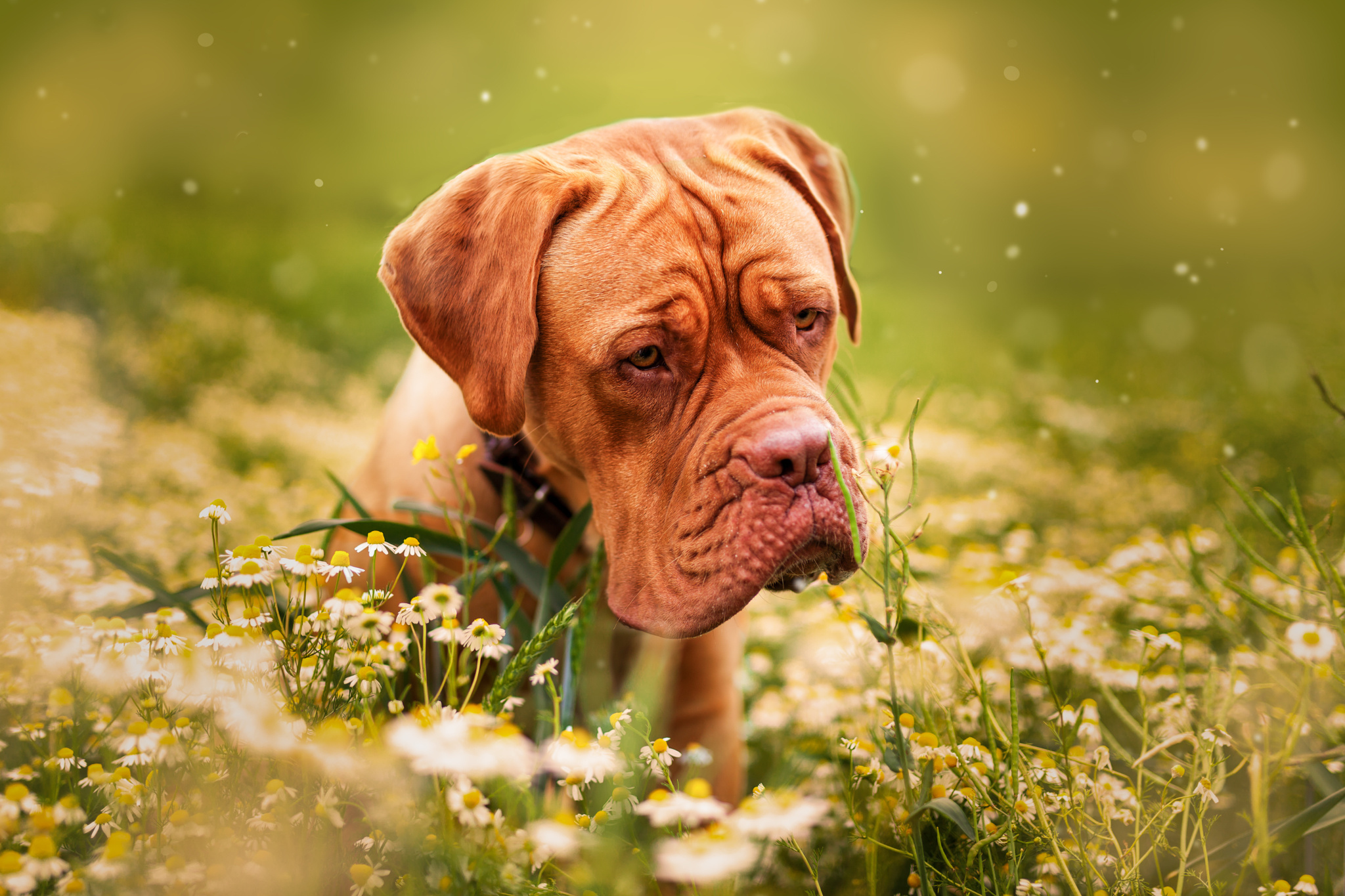 Dogue De Bordeaux Wallpapers