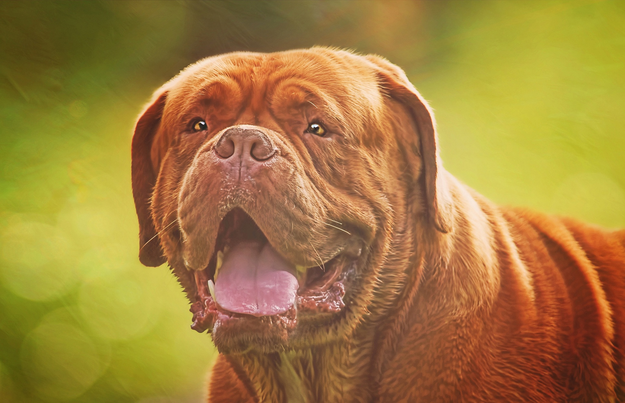 Dogue De Bordeaux Wallpapers