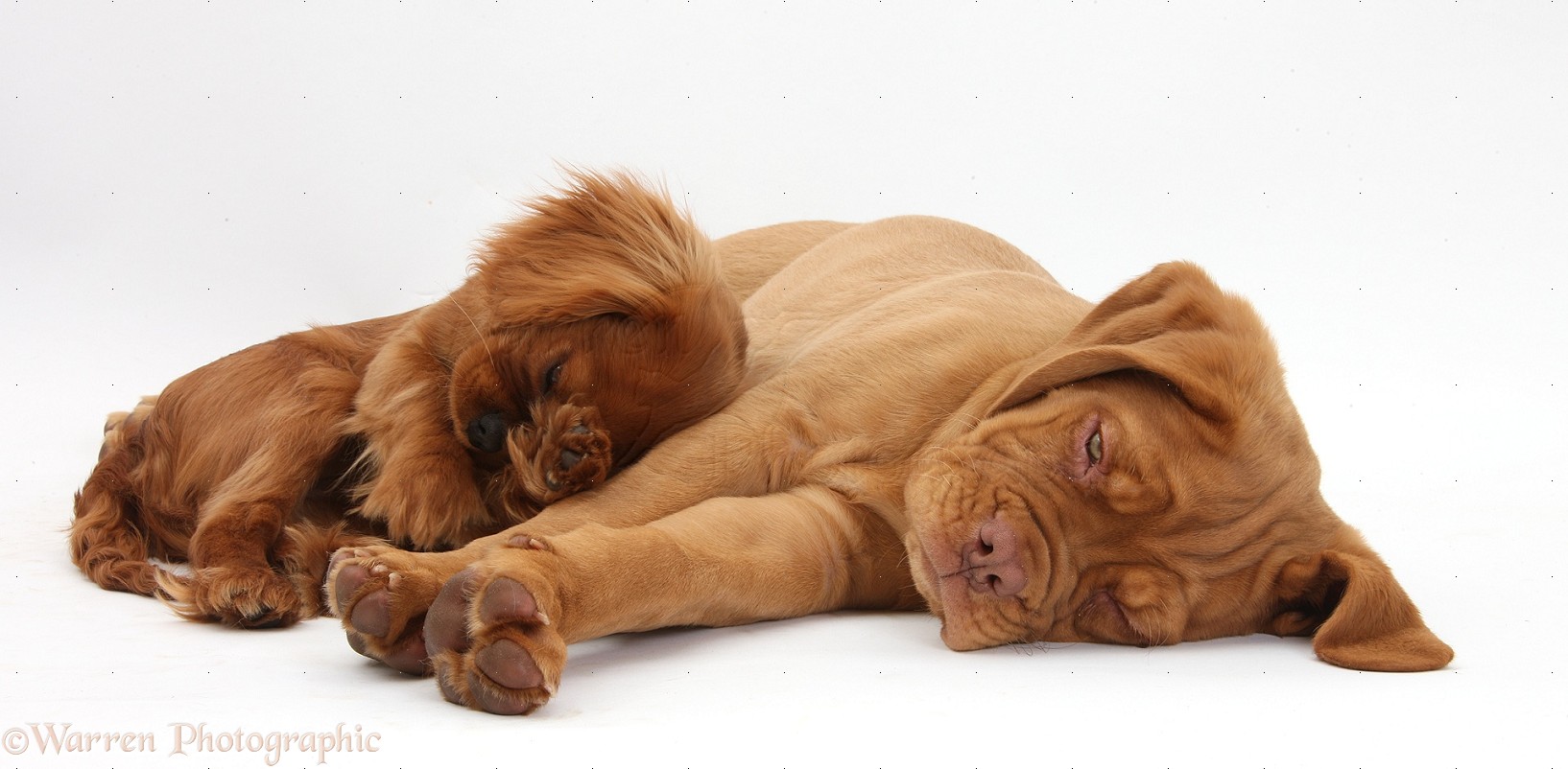 Dogue De Bordeaux Wallpapers