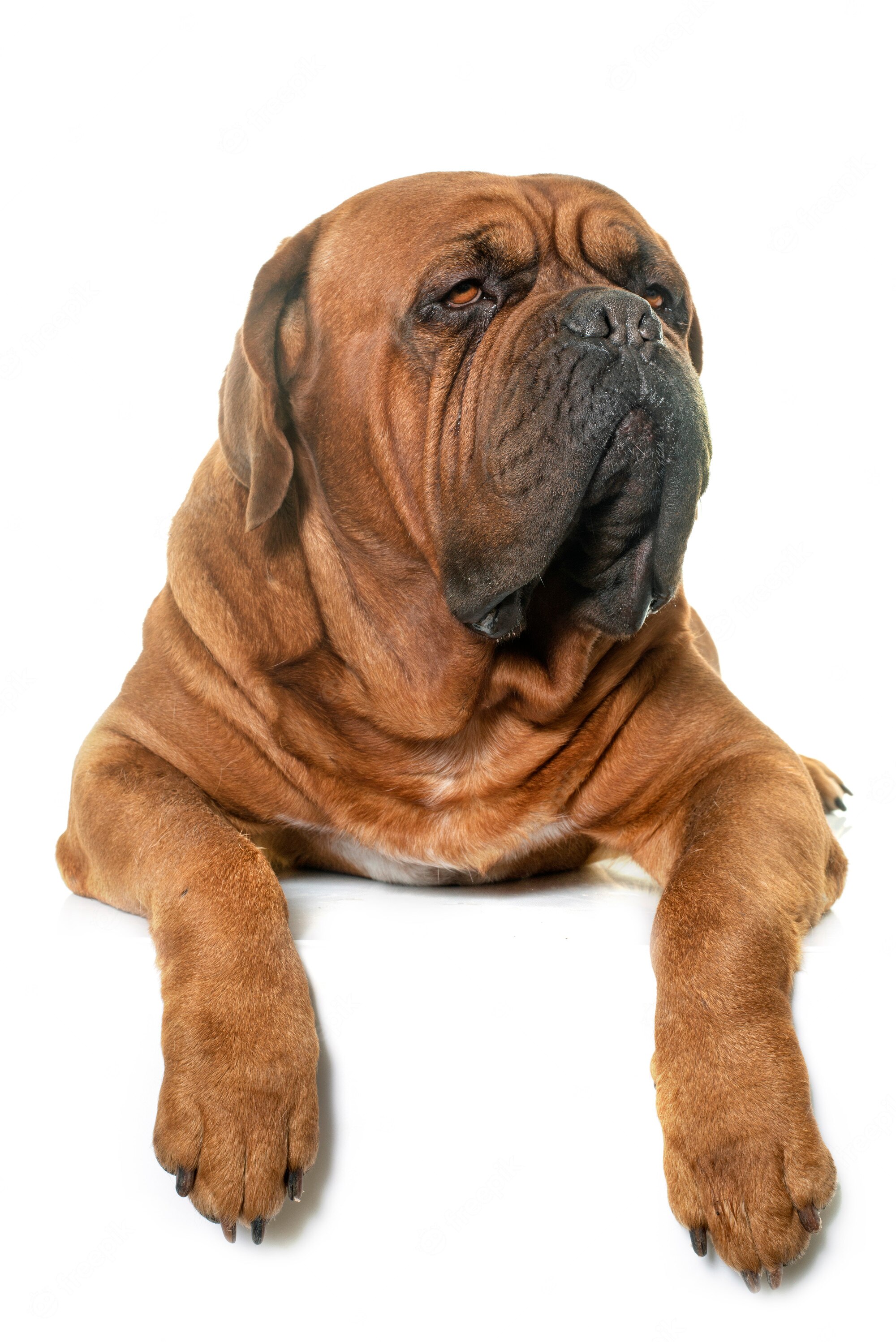 Dogue De Bordeaux Wallpapers