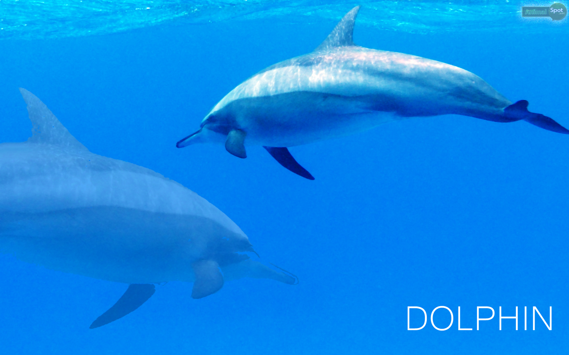 Dolphin Wallpapers