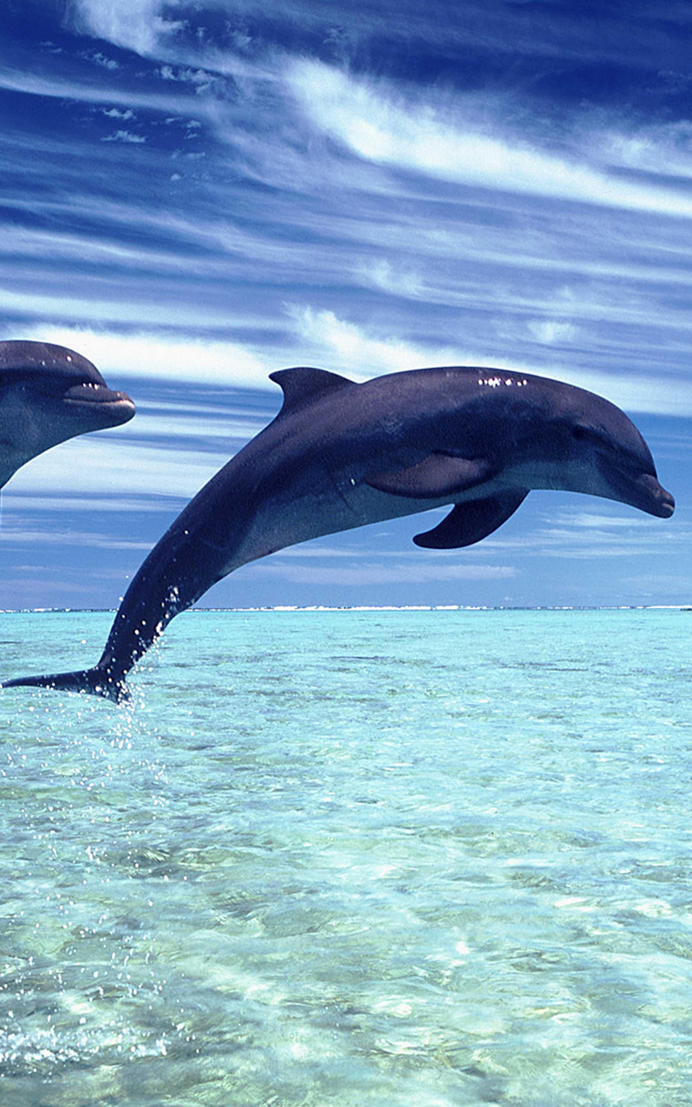 Dolphin Wallpapers