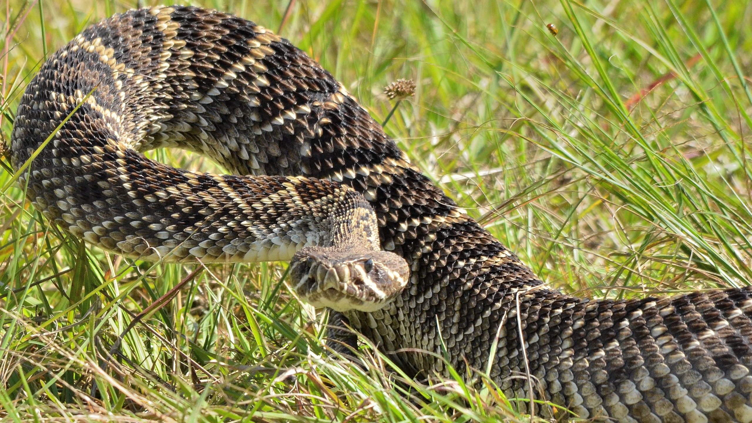 Eastern Diamondback Rattlesnake Wallpapers