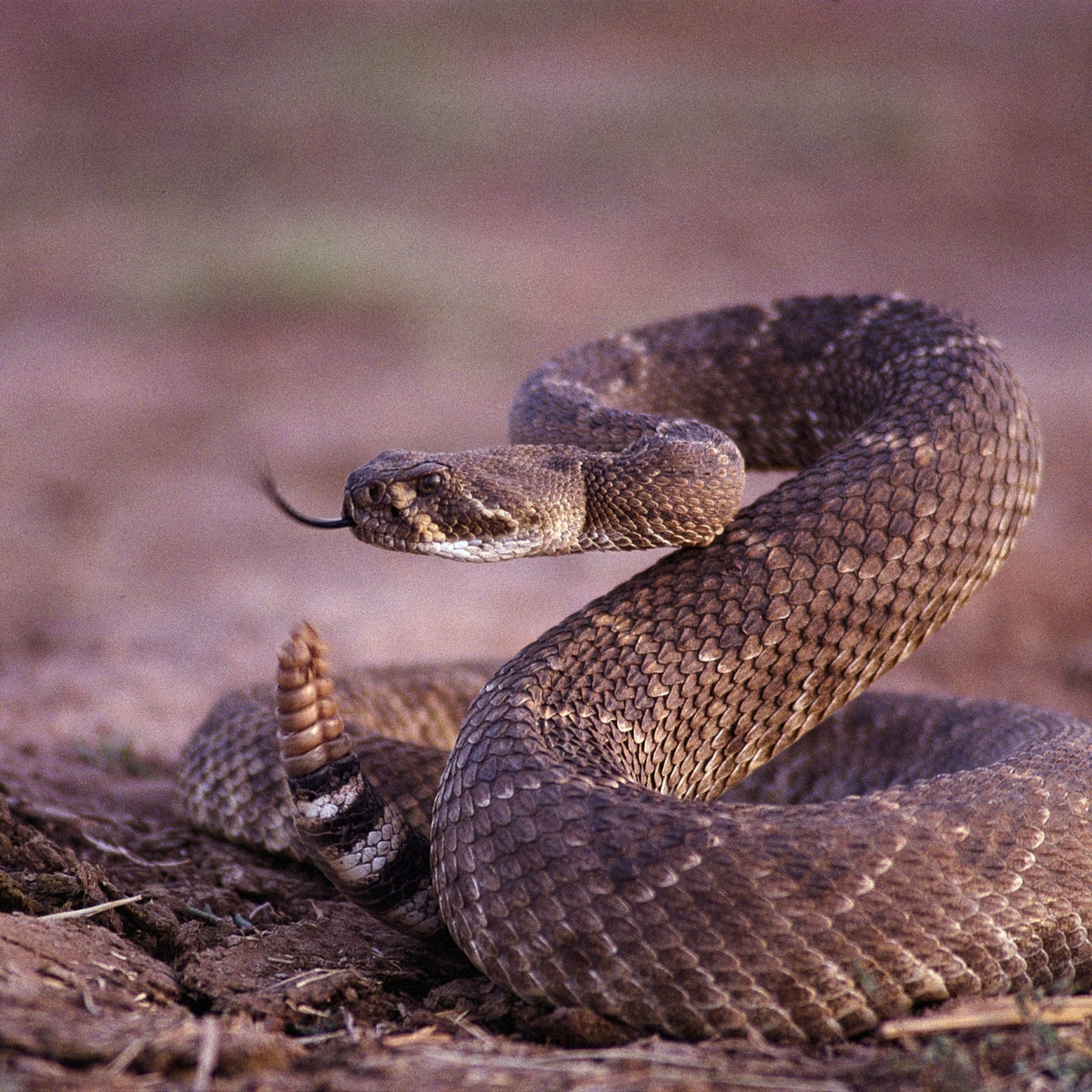 Eastern Diamondback Rattlesnake Wallpapers