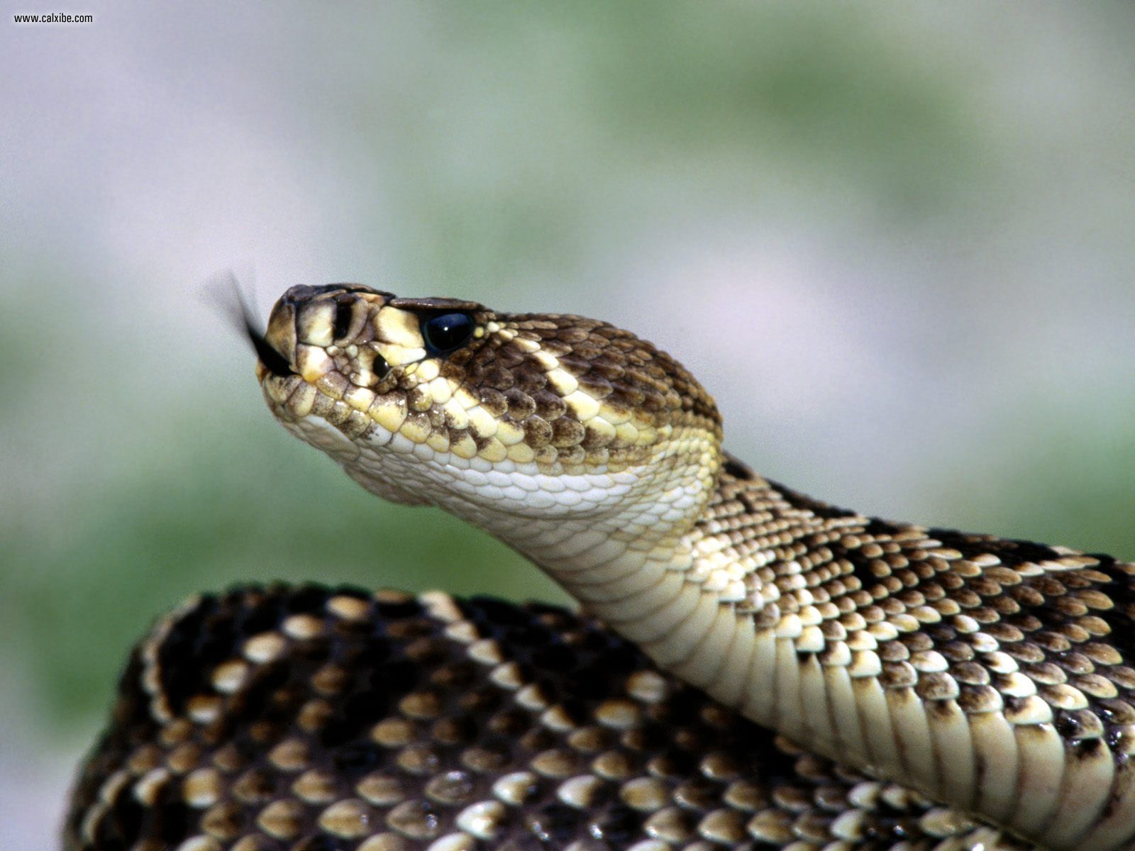 Eastern Diamondback Rattlesnake Wallpapers