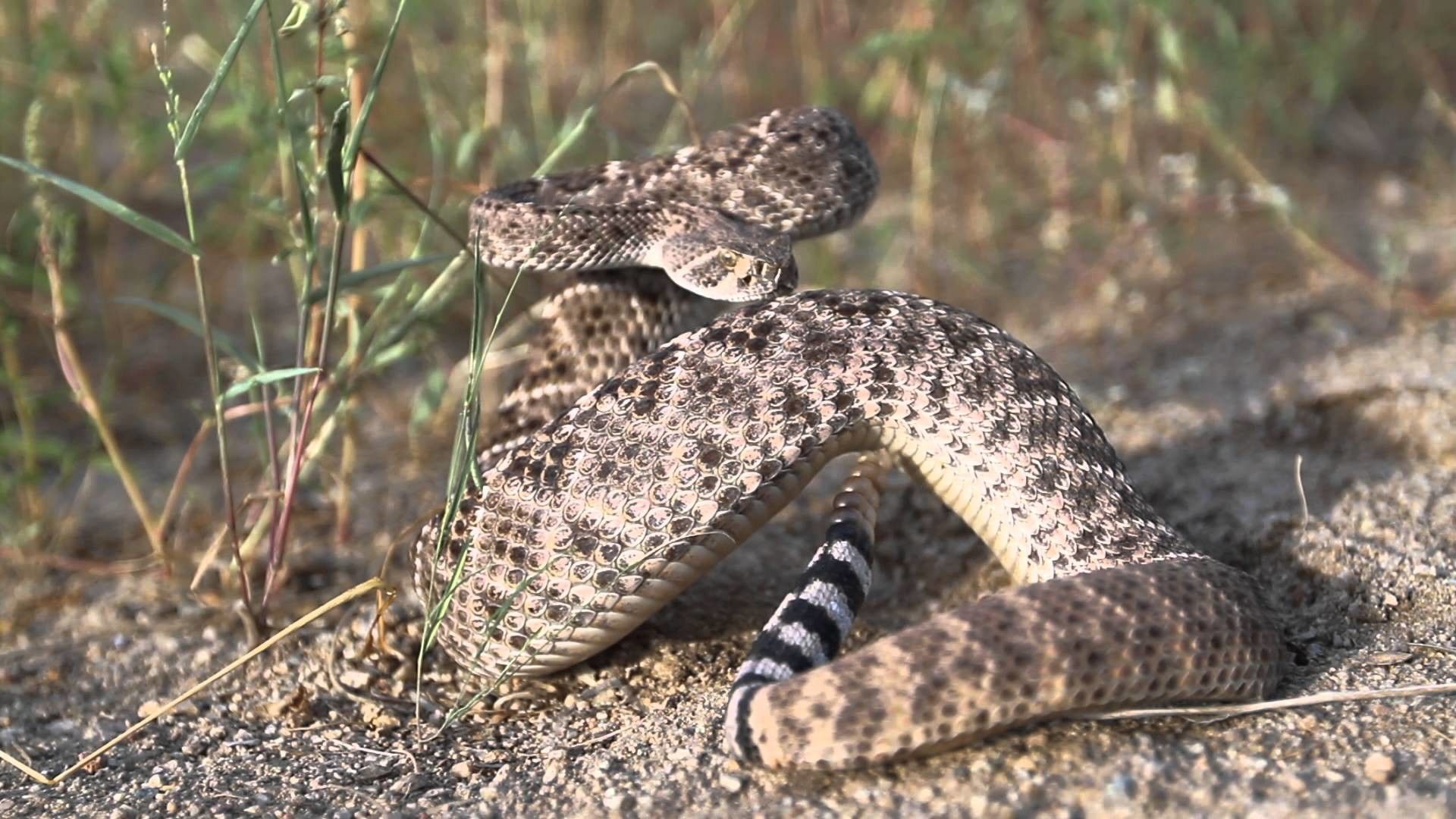 Eastern Diamondback Rattlesnake Wallpapers