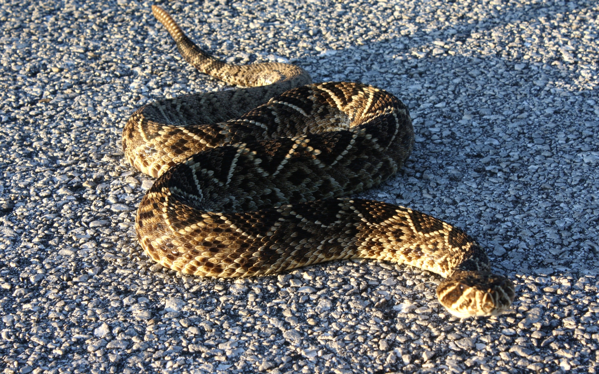 Eastern Diamondback Rattlesnake Wallpapers