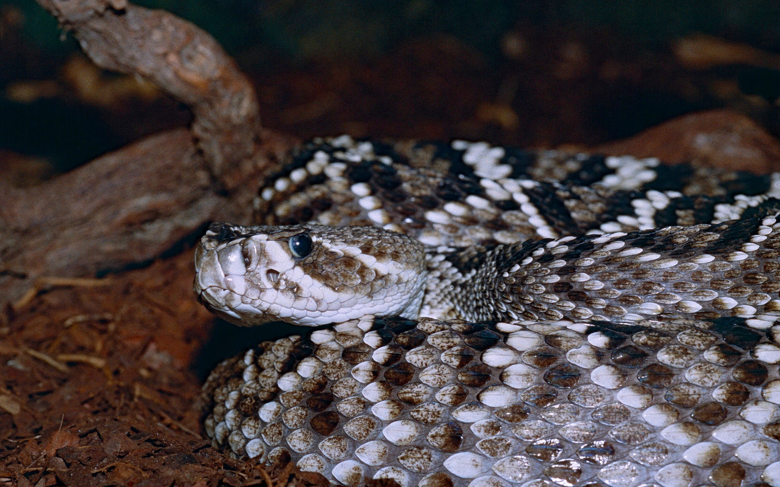 Eastern Diamondback Rattlesnake Wallpapers