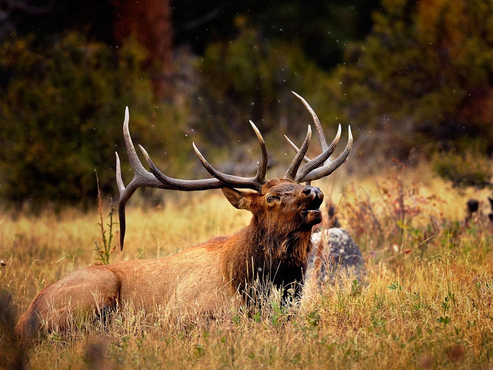 Elk Wallpapers