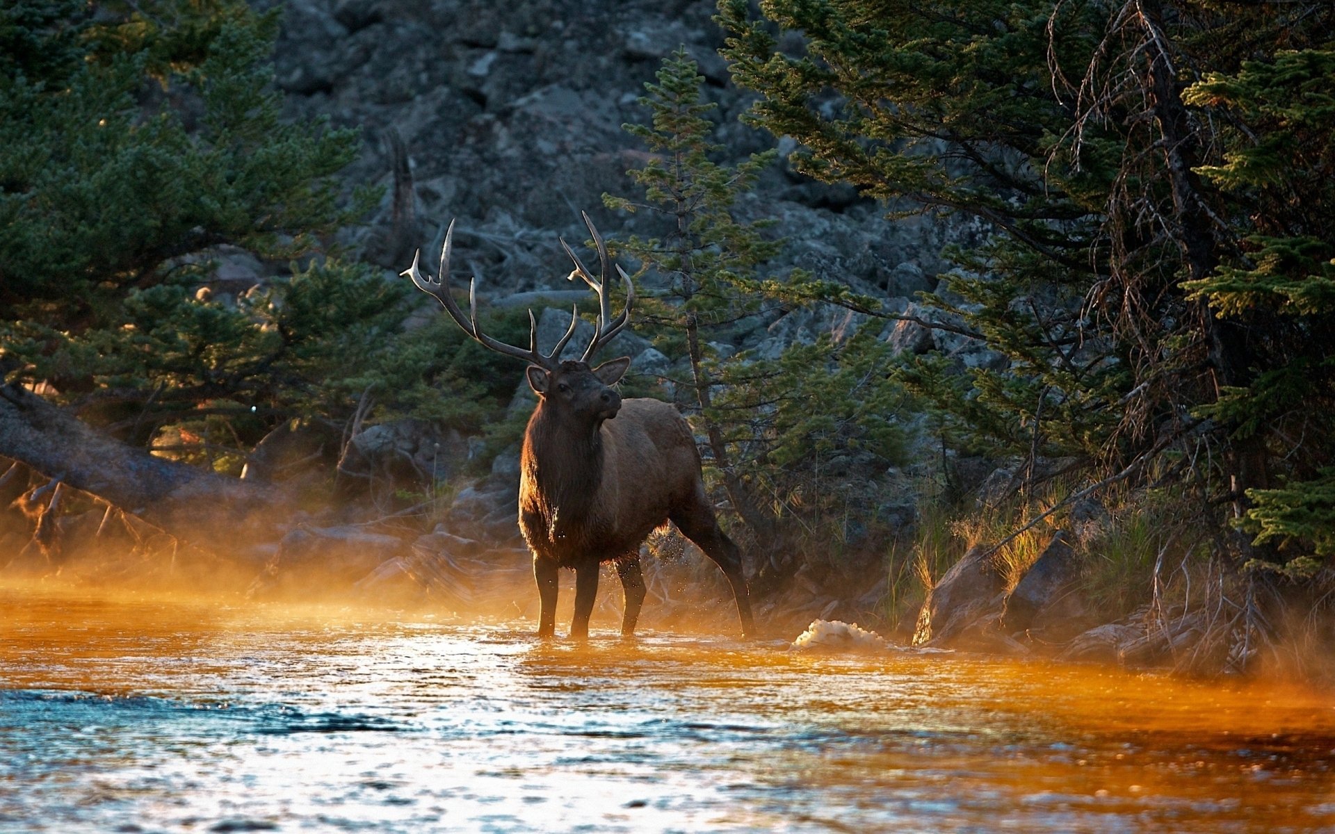 Elk Wallpapers