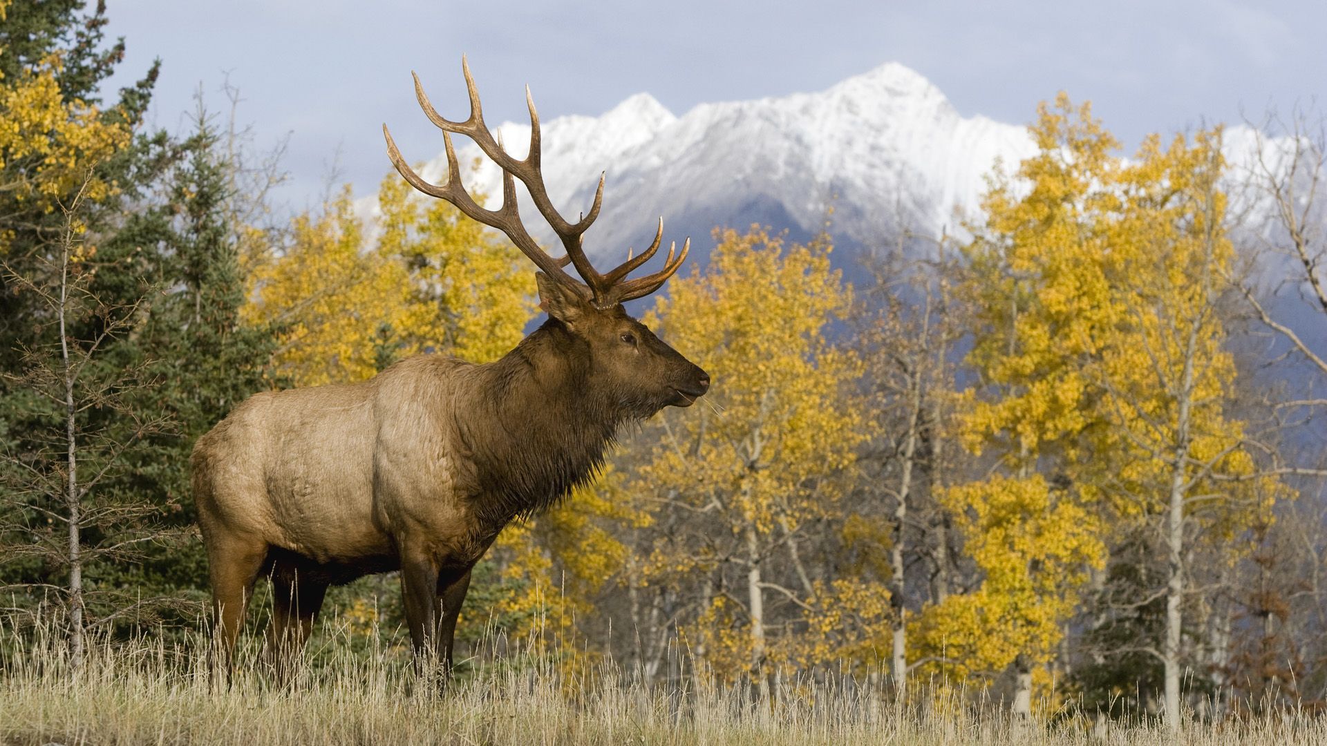 Elk Wallpapers