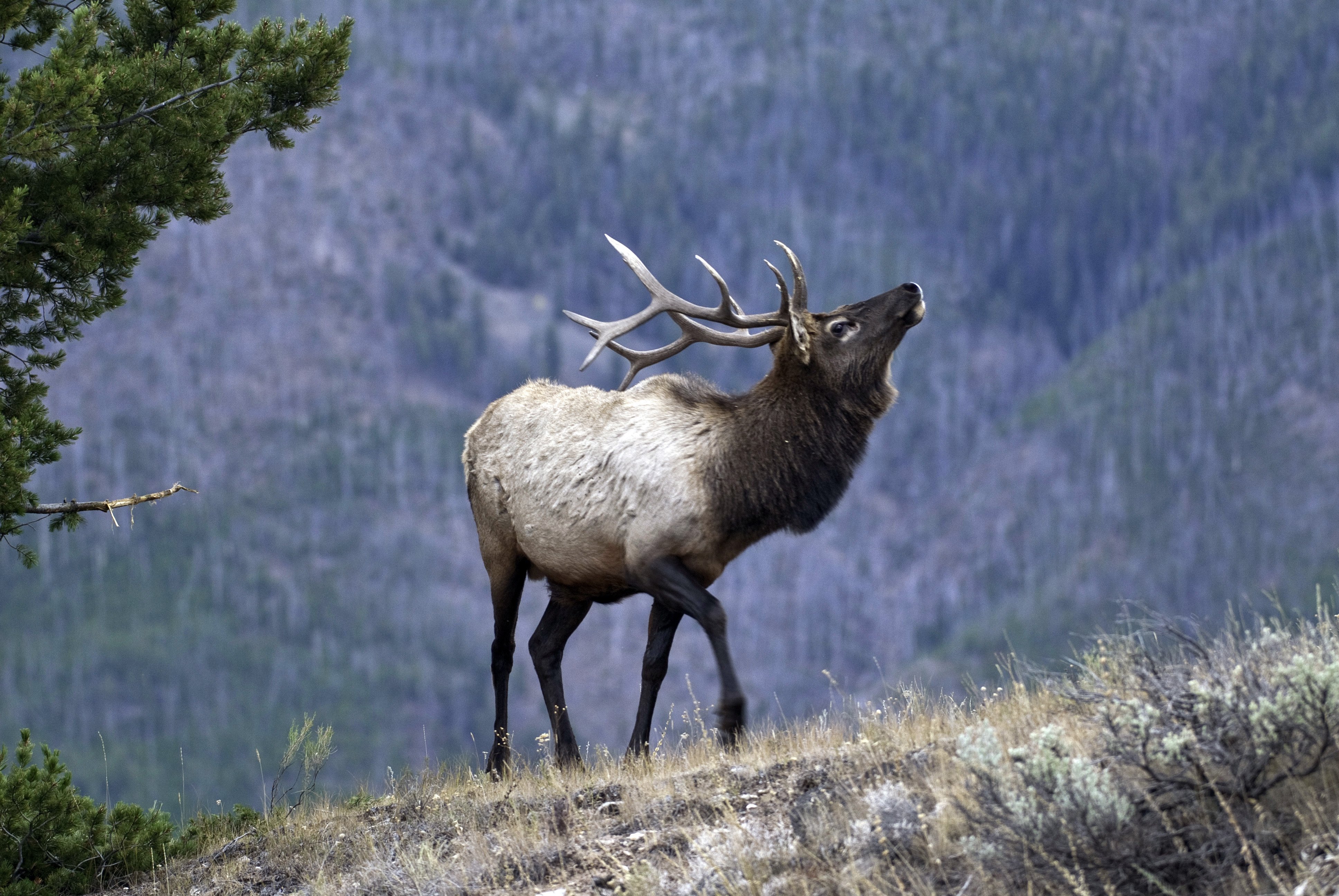 Elk Wallpapers