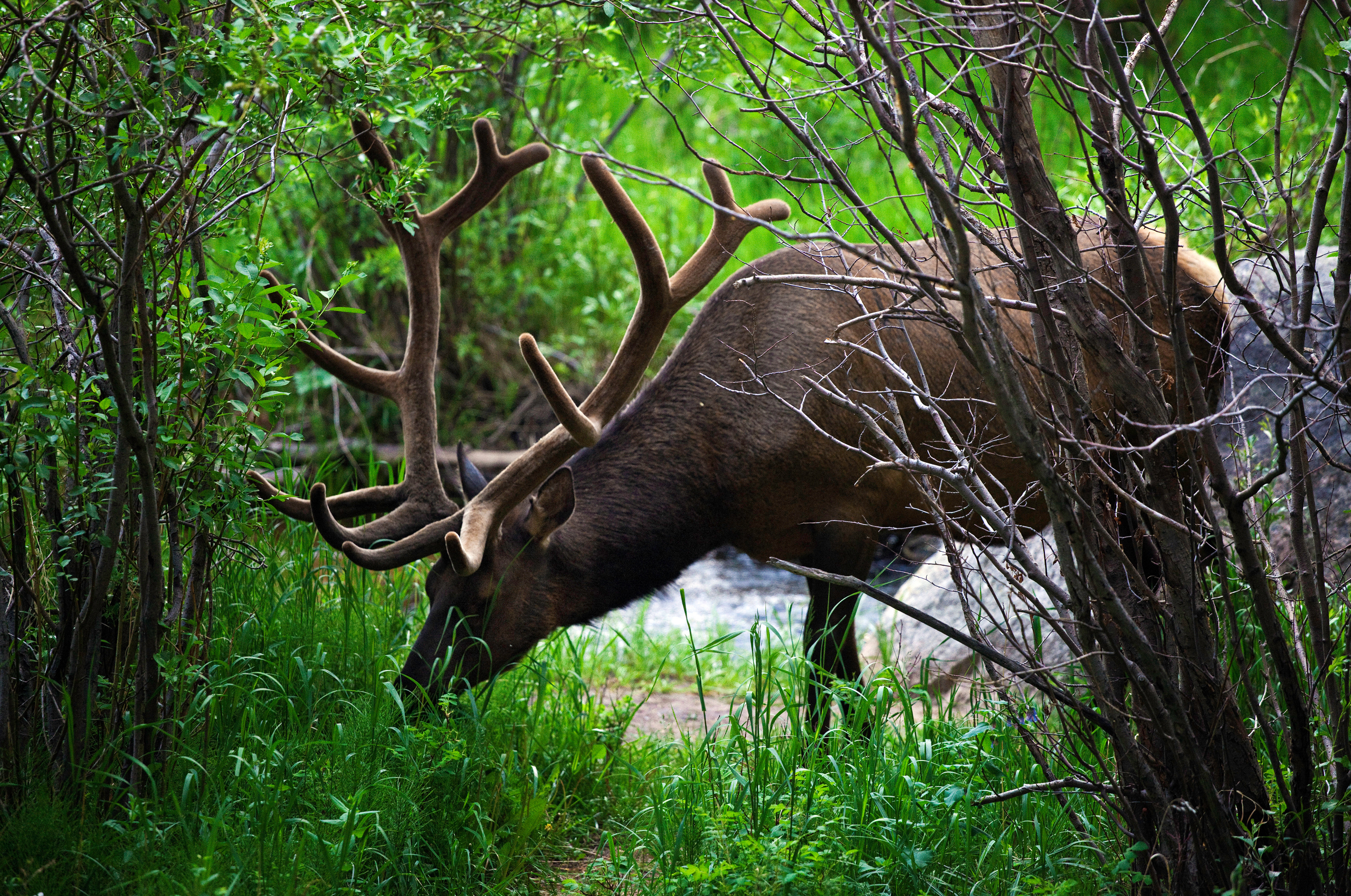 Elk Wallpapers