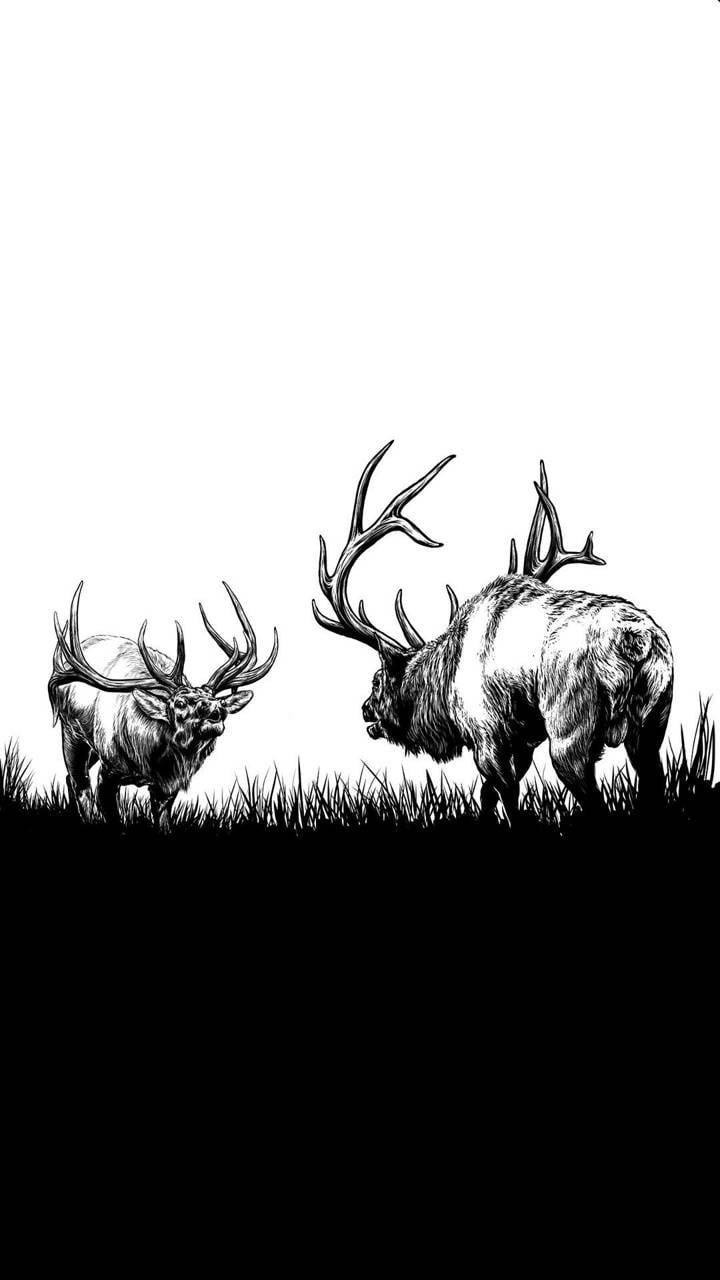 Elk Wallpapers