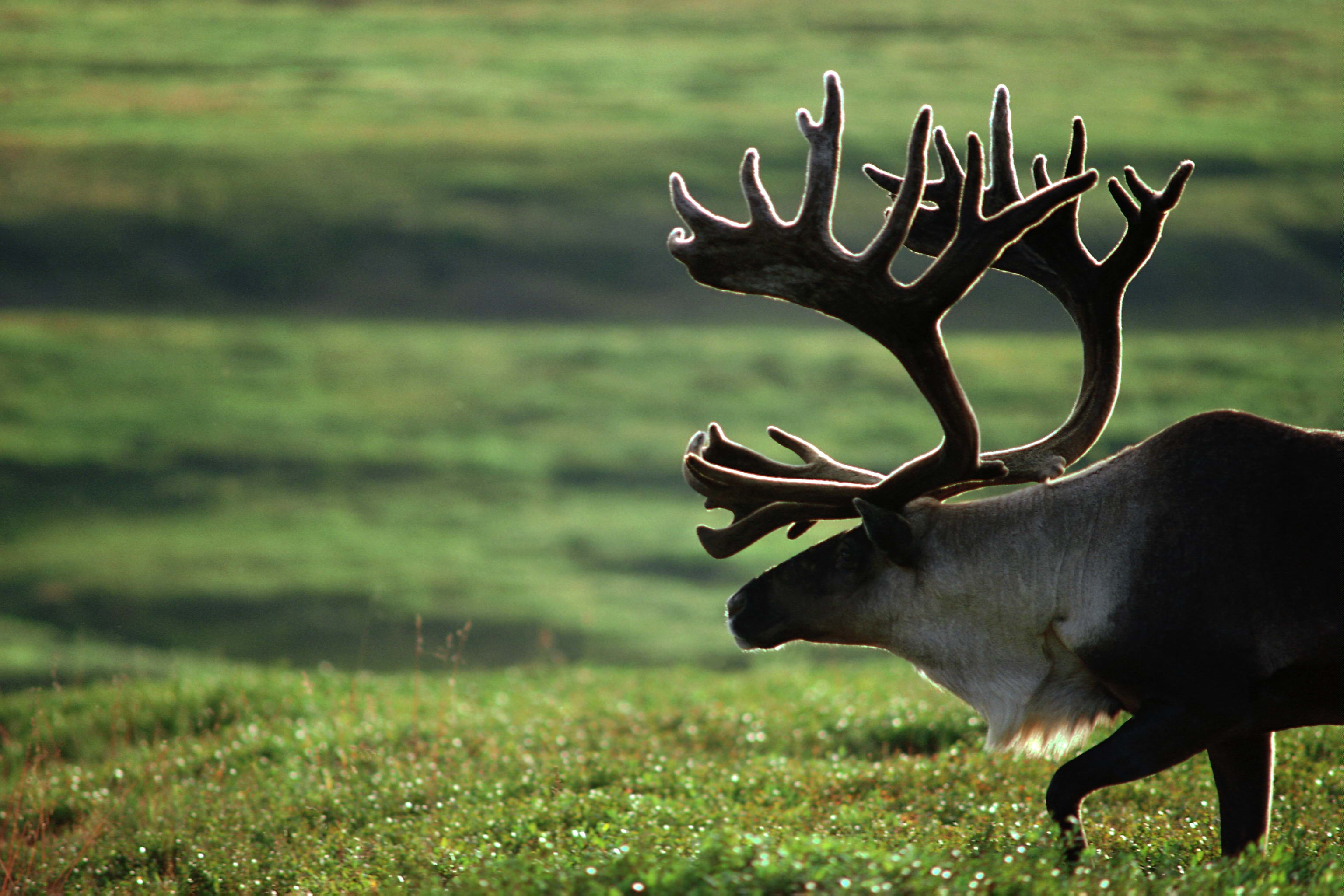 Elk Wallpapers