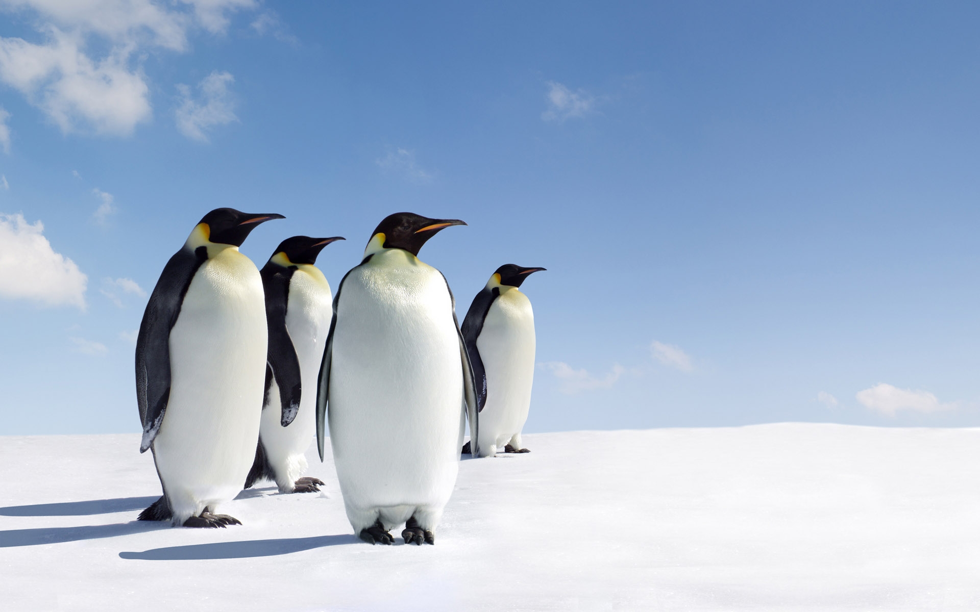 Emperor Penguin Wallpapers