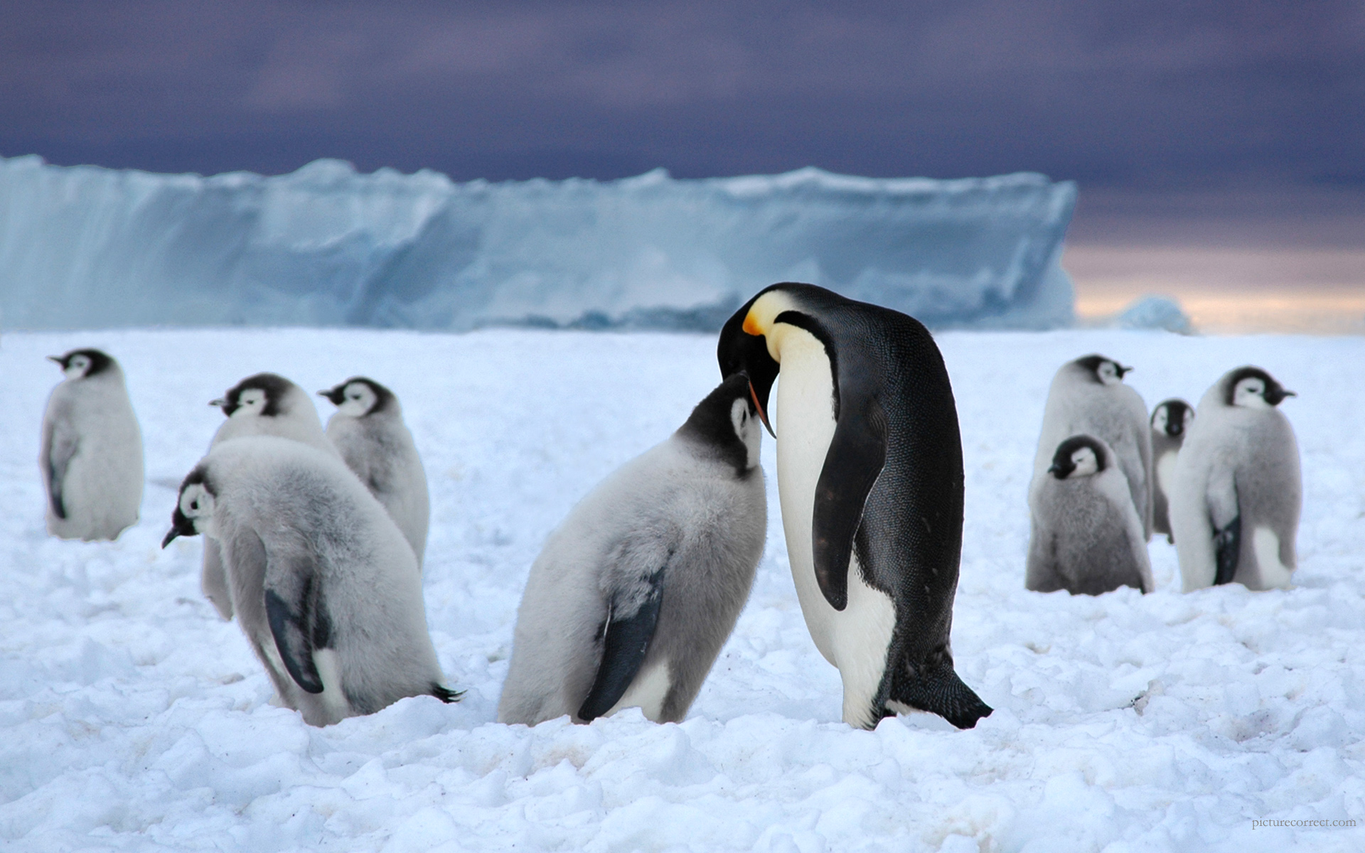 Emperor Penguin Wallpapers