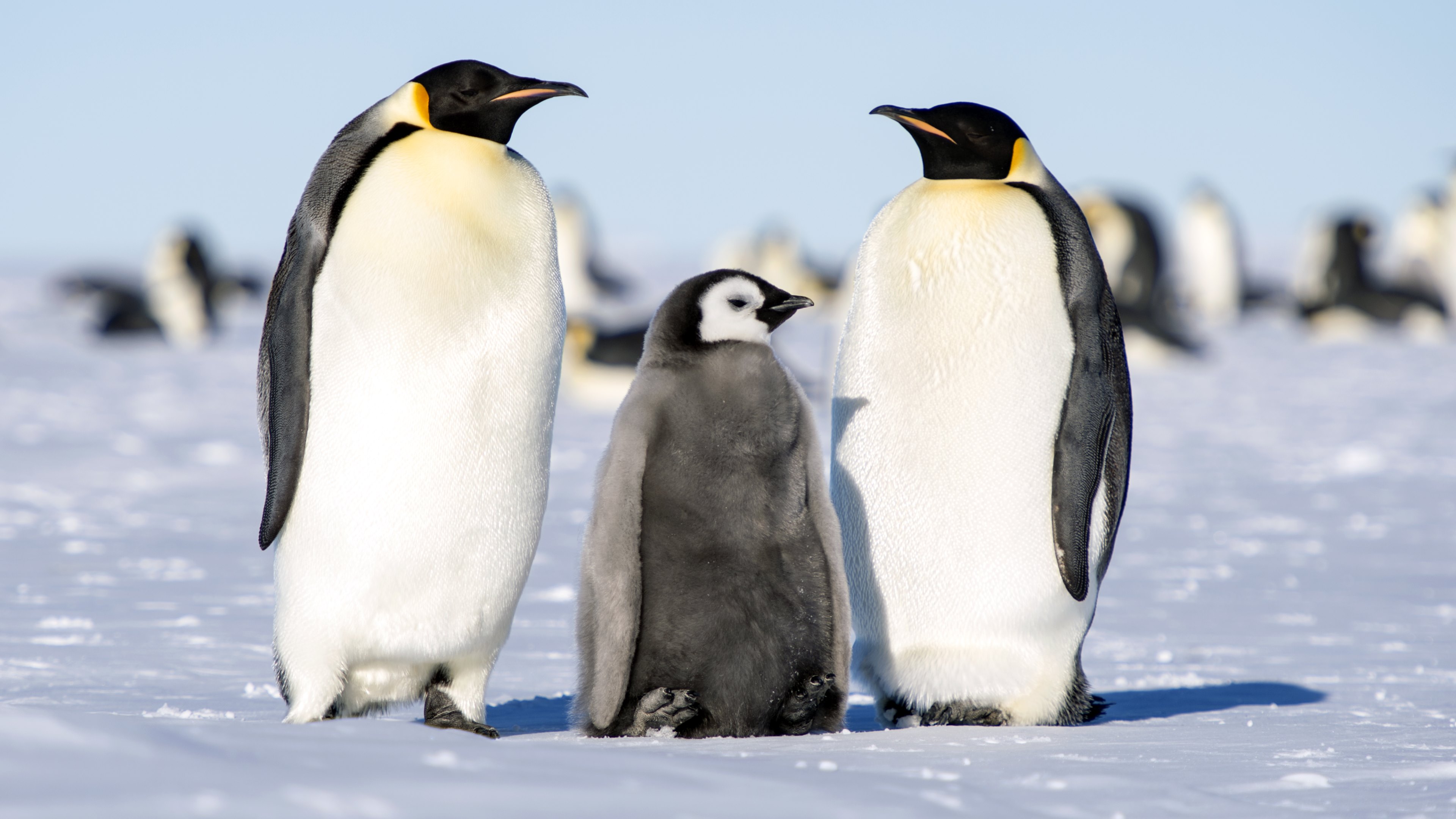 Emperor Penguin Wallpapers