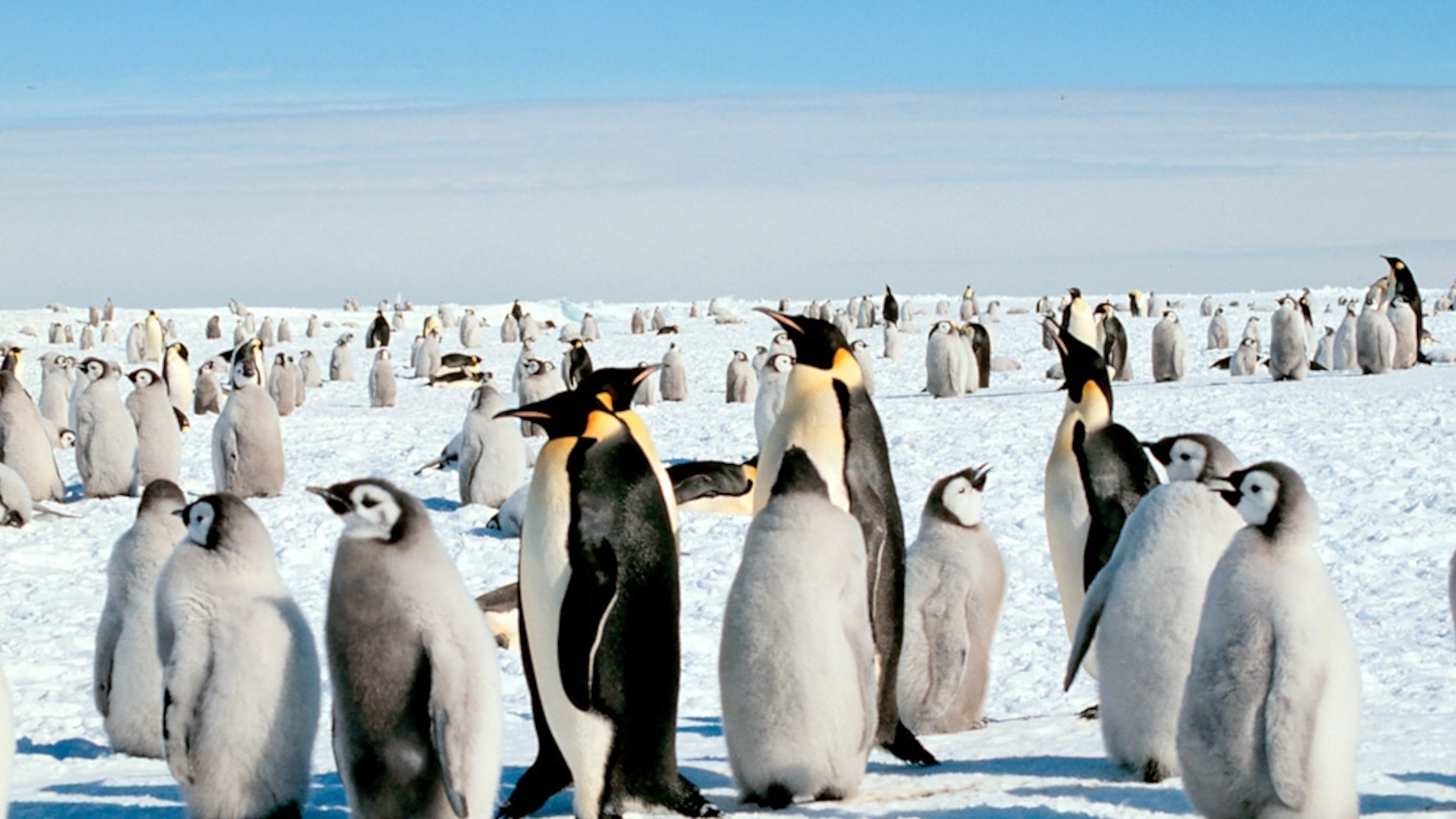 Emperor Penguin Wallpapers