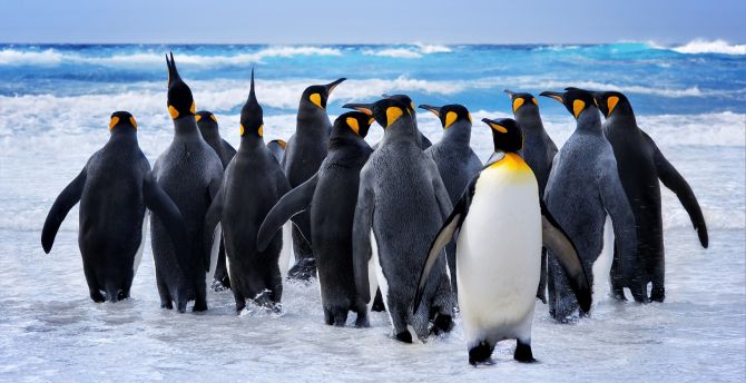 Emperor Penguin Wallpapers