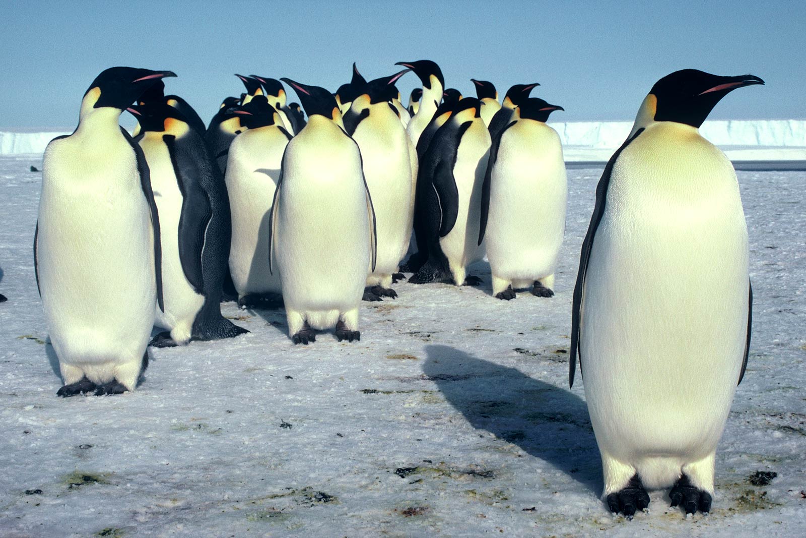 Emperor Penguin Wallpapers