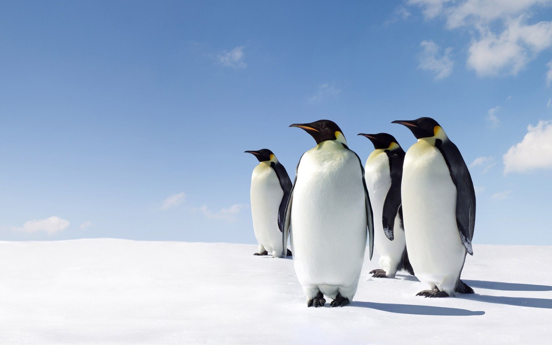 Emperor Penguin Wallpapers