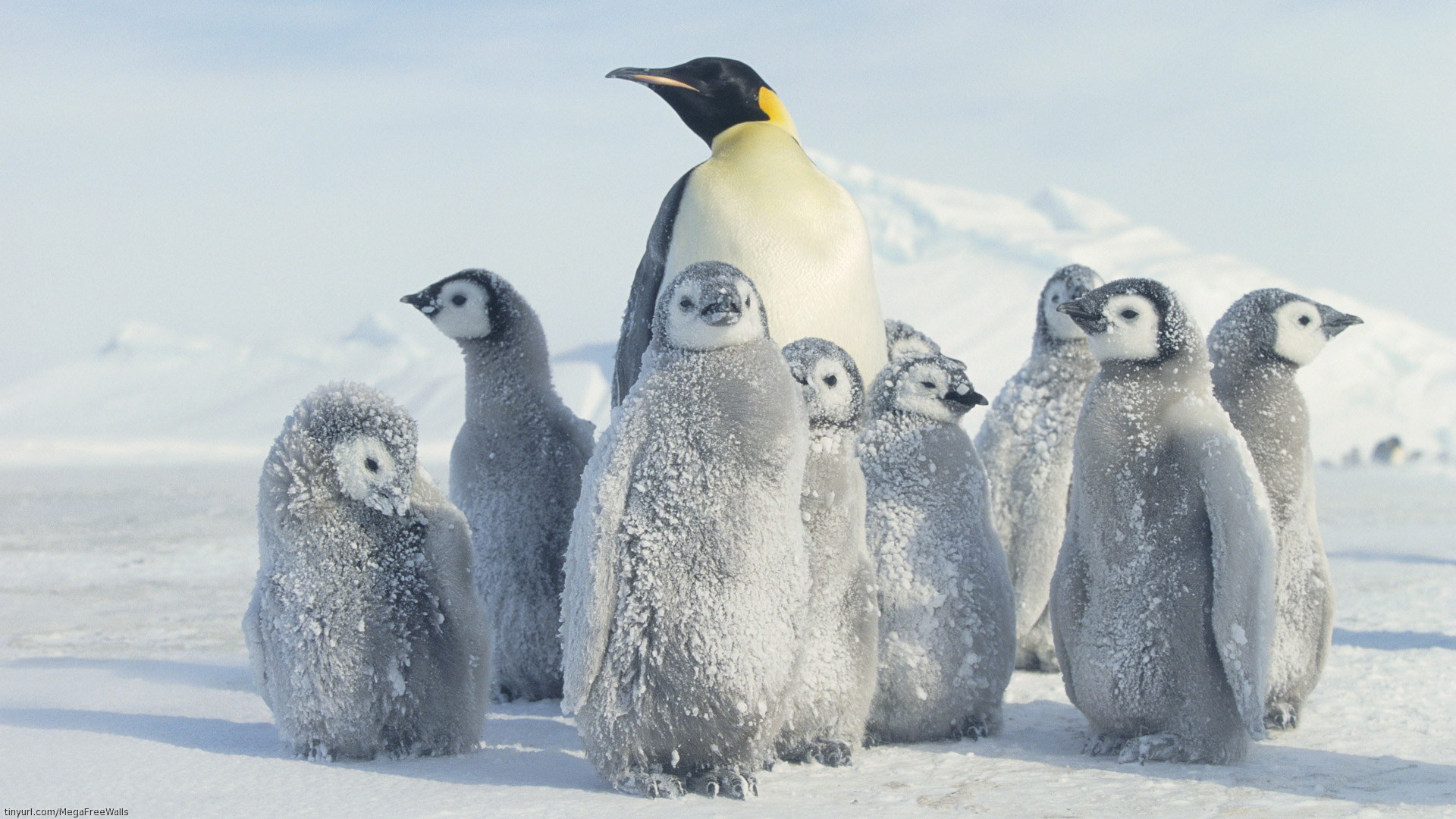 Emperor Penguin Wallpapers