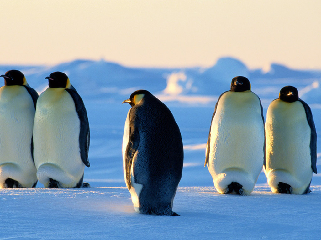 Emperor Penguin Wallpapers