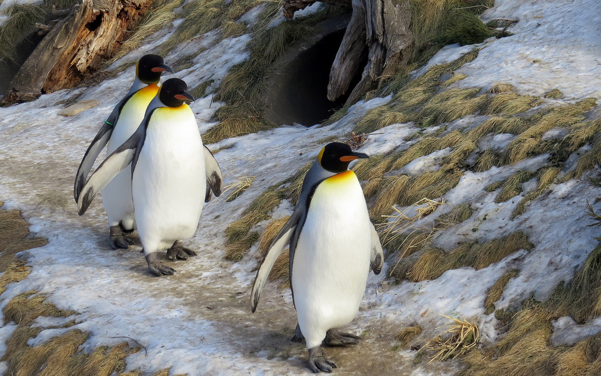 Emperor Penguin Wallpapers