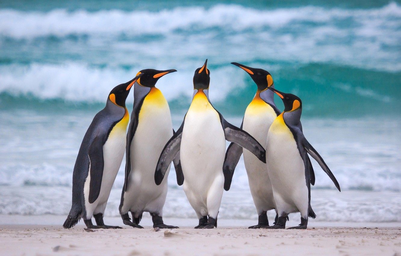 Emperor Penguin Wallpapers