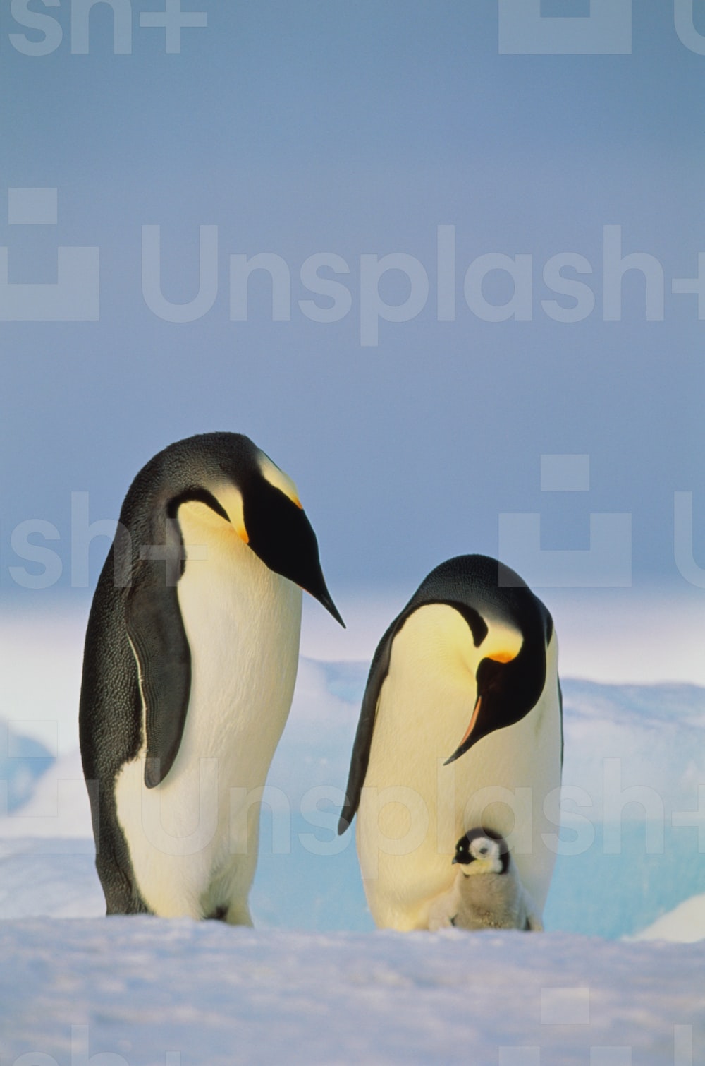 Emperor Penguin Wallpapers