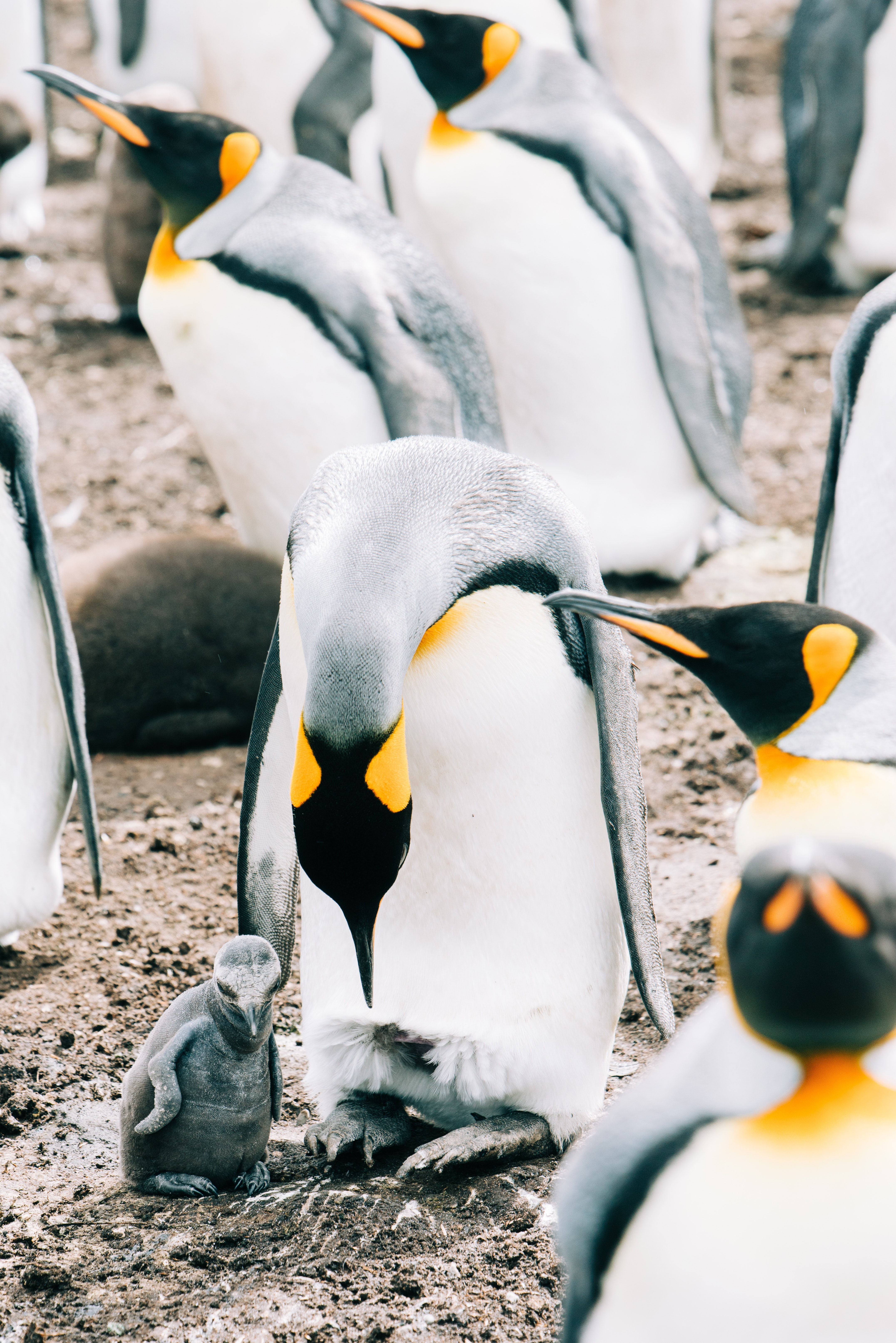 Emperor Penguin Wallpapers