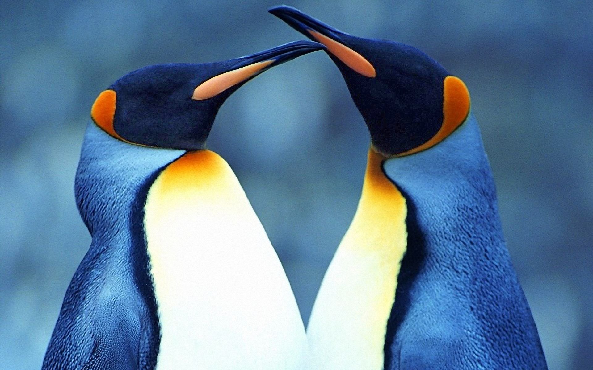 Emperor Penguin Wallpapers