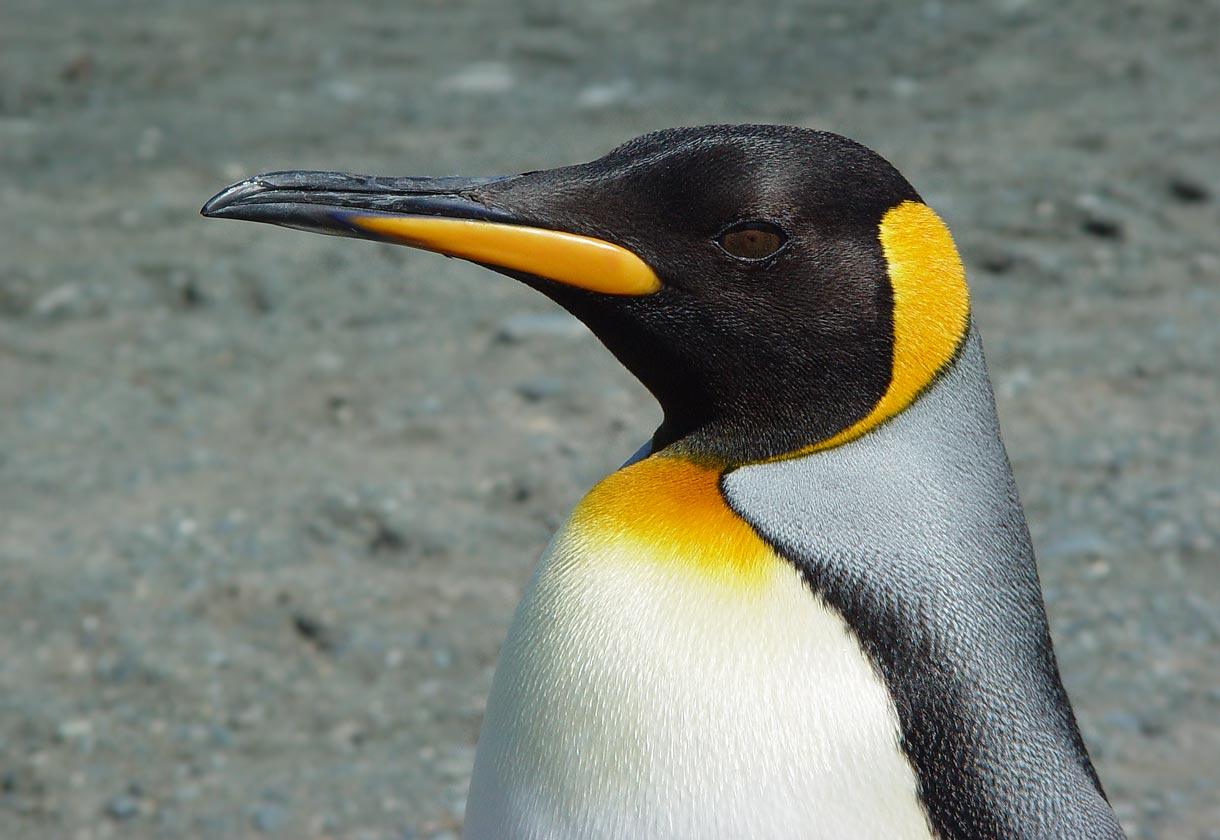 Emperor Penguin Wallpapers