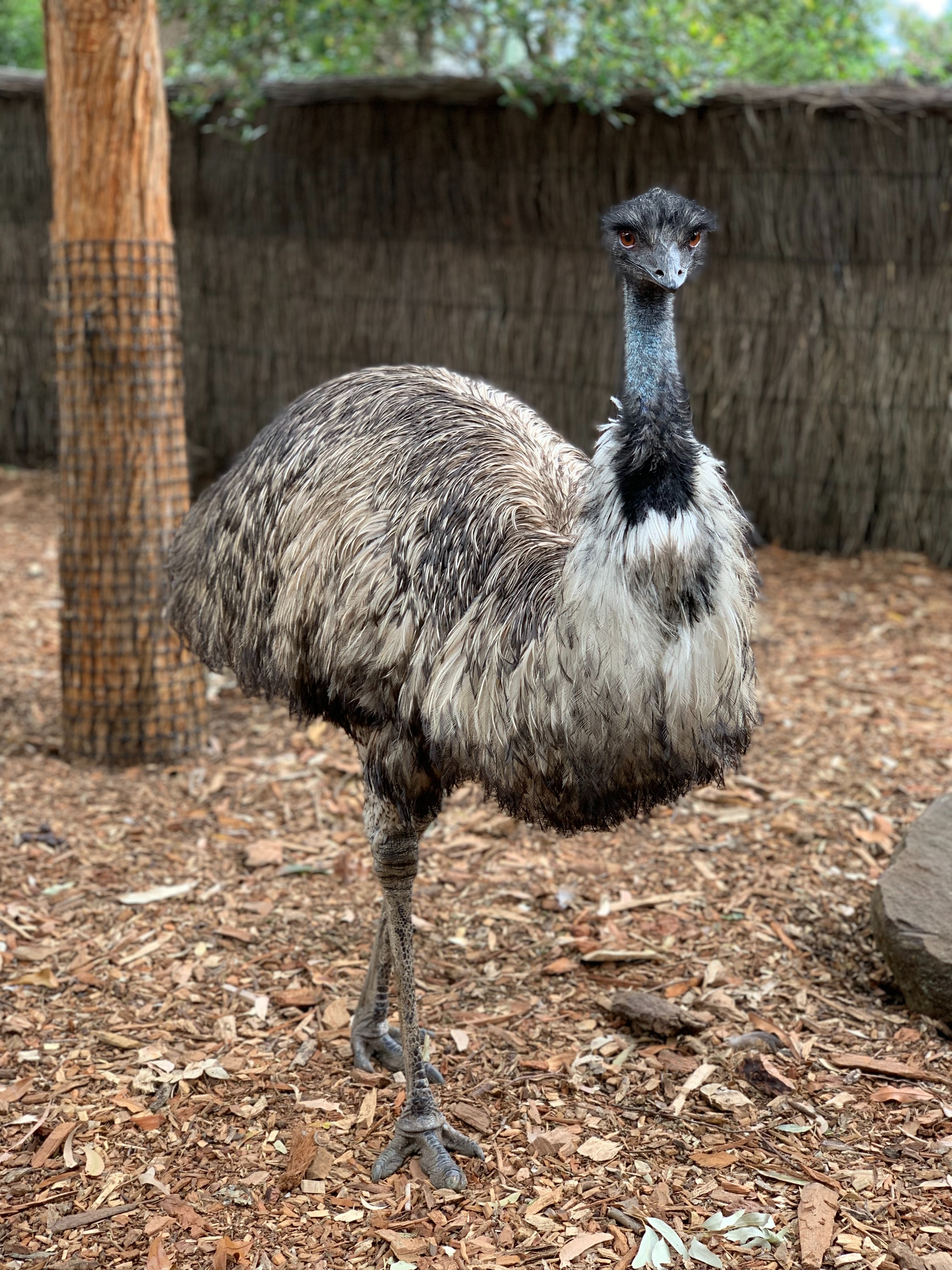 Emu Wallpapers