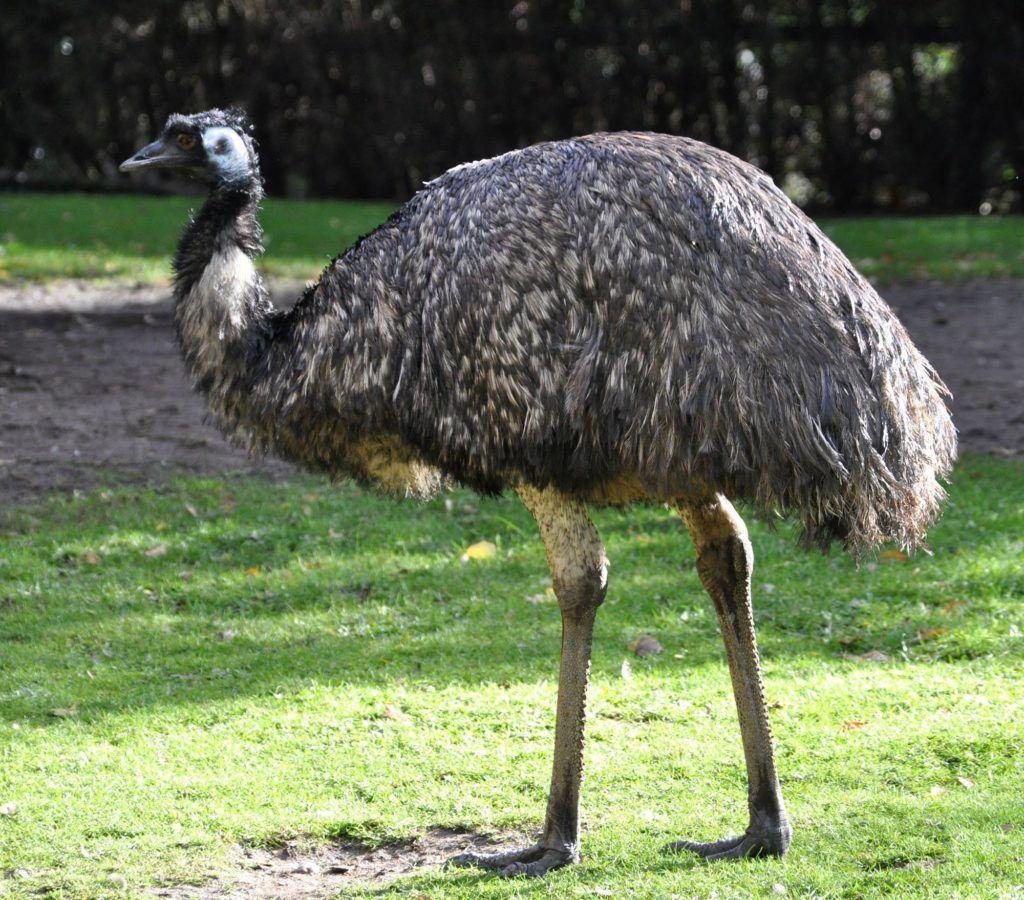 Emu Wallpapers