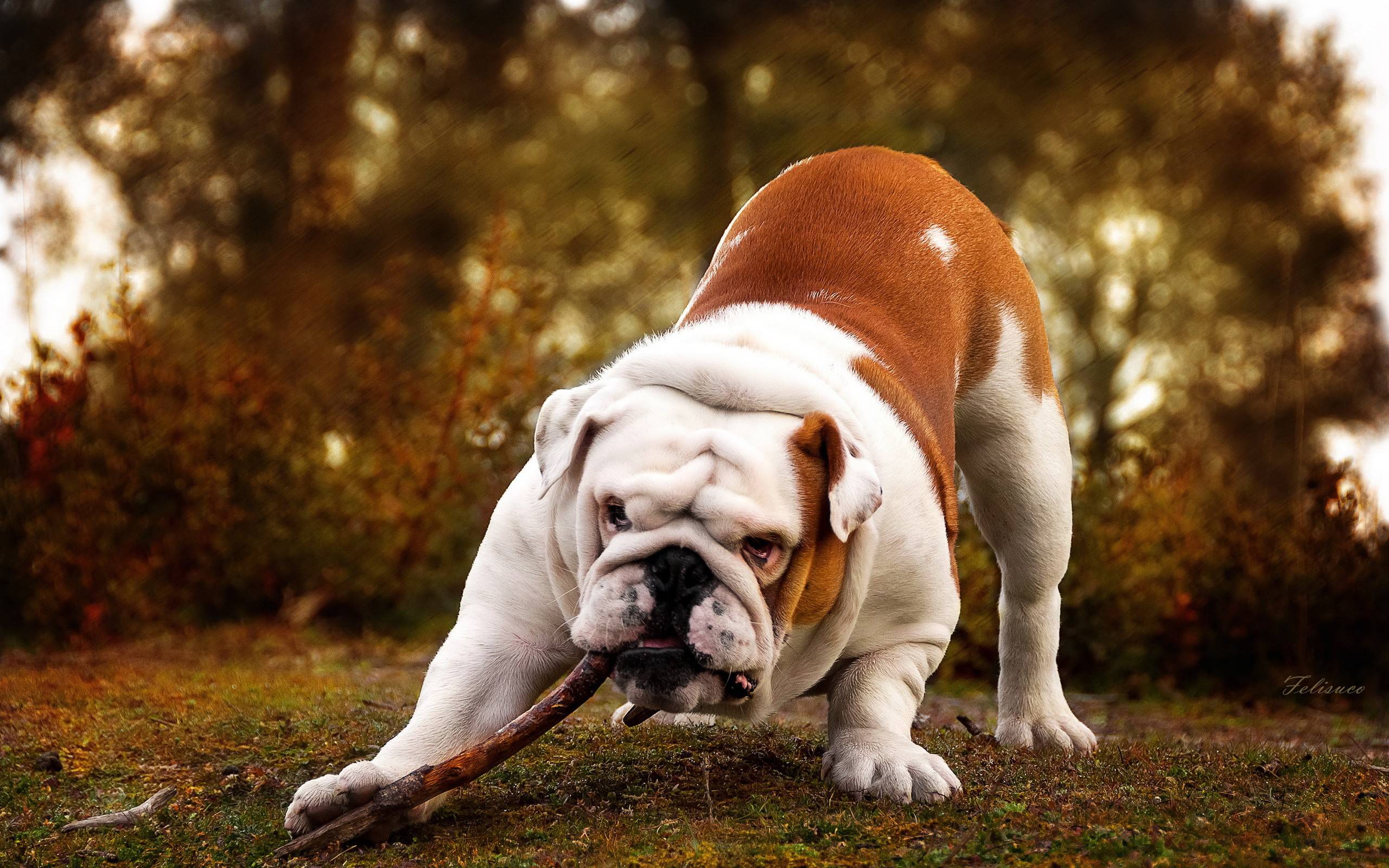 English Bulldog Wallpapers