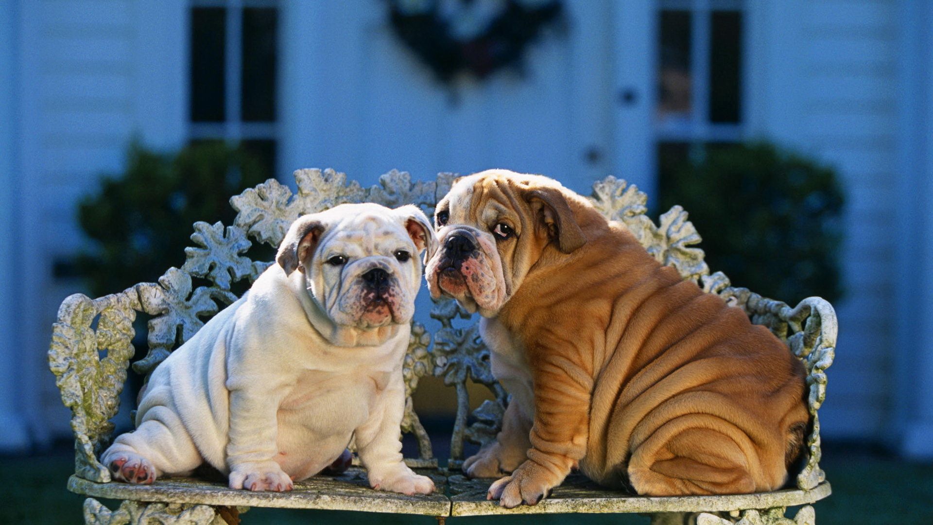 English Bulldog Wallpapers