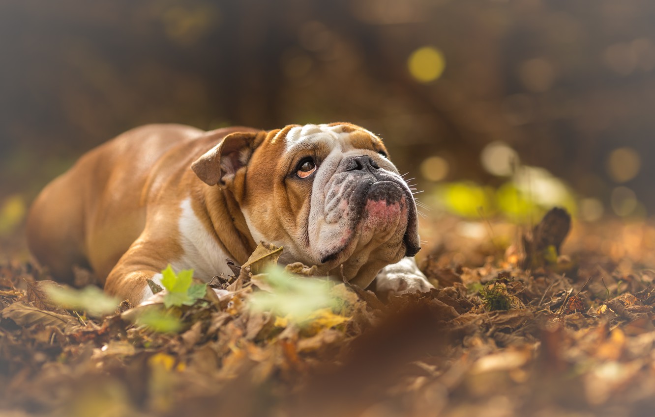 English Bulldog Wallpapers