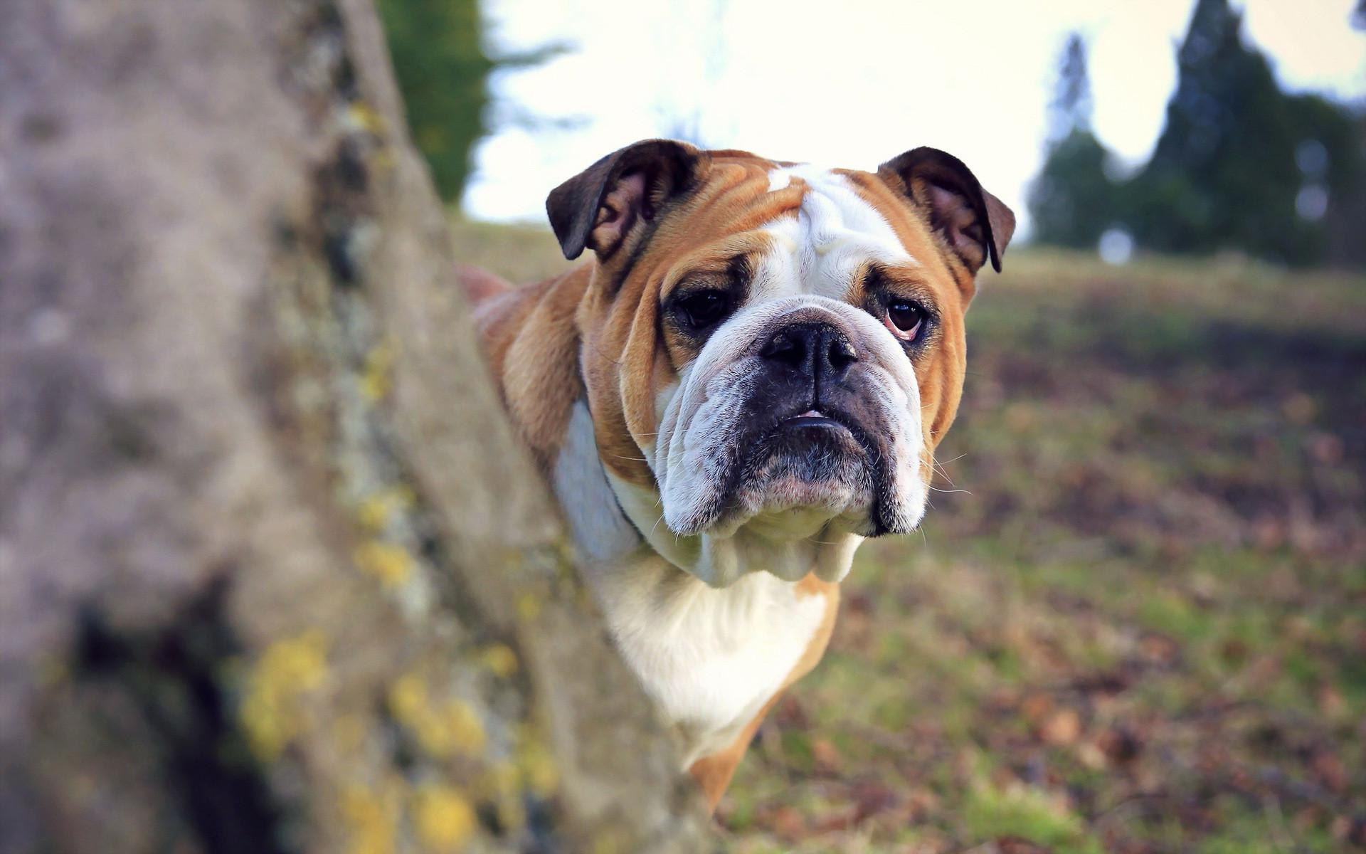 English Bulldog Wallpapers