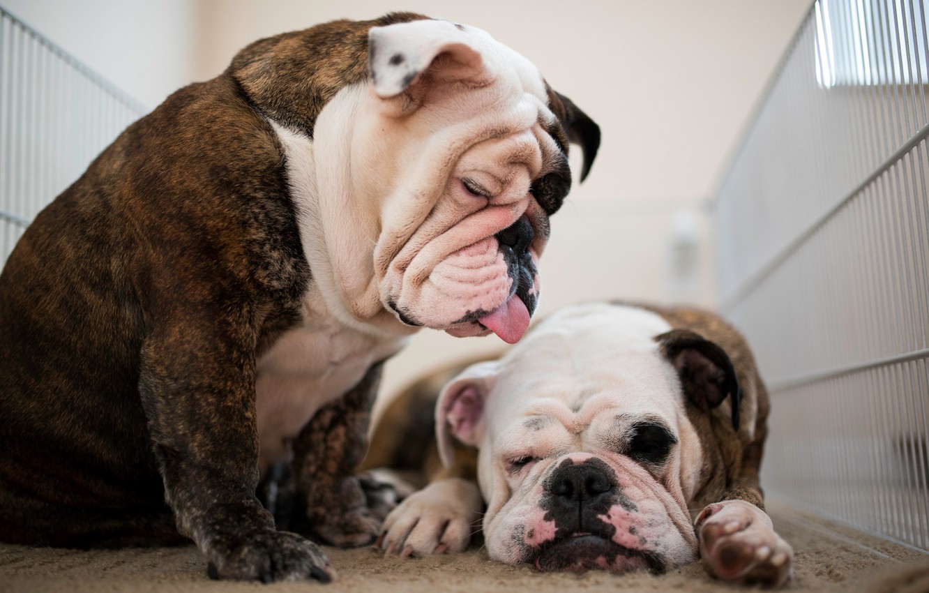 English Bulldog Wallpapers