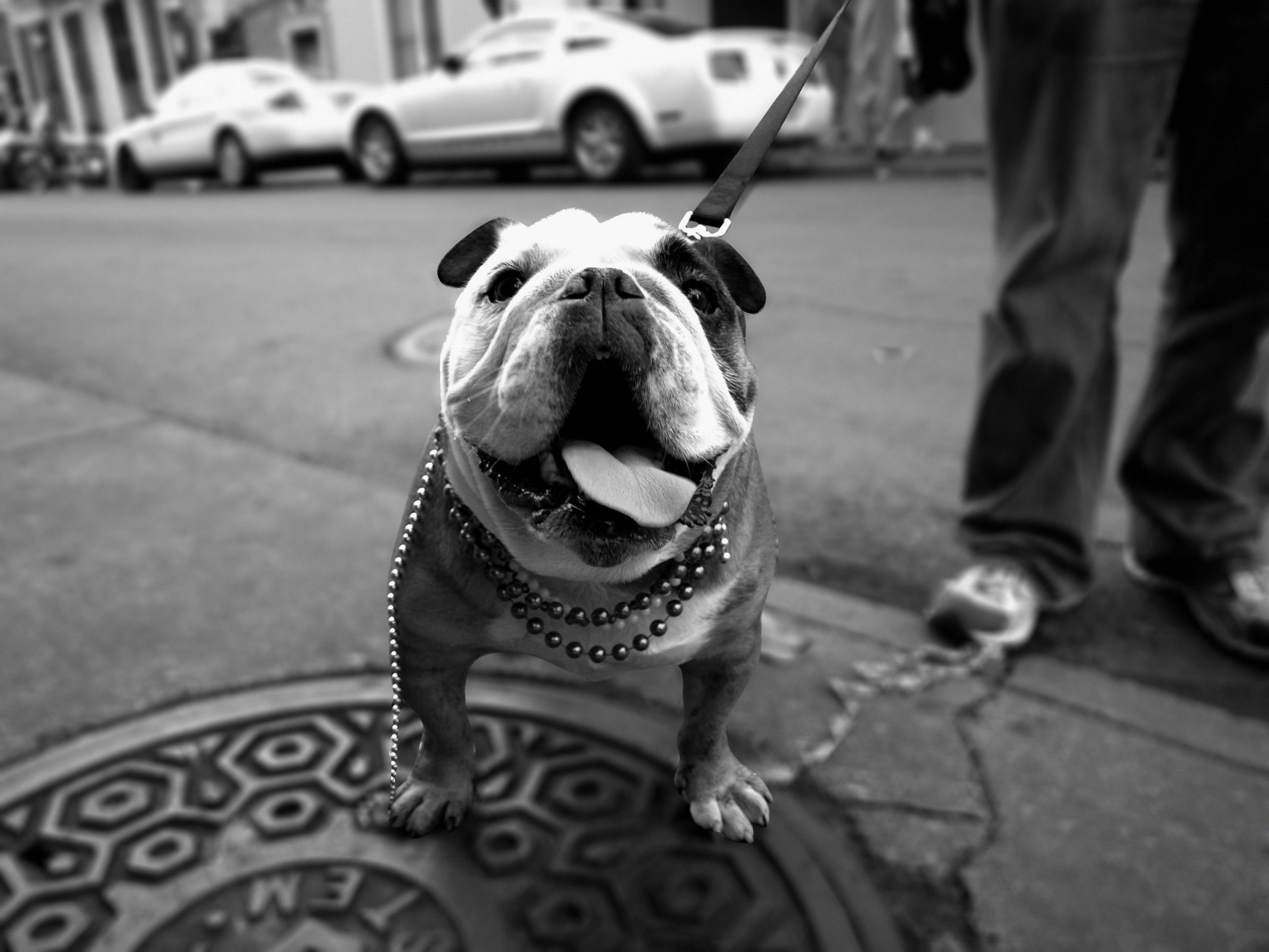 English Bulldog Wallpapers