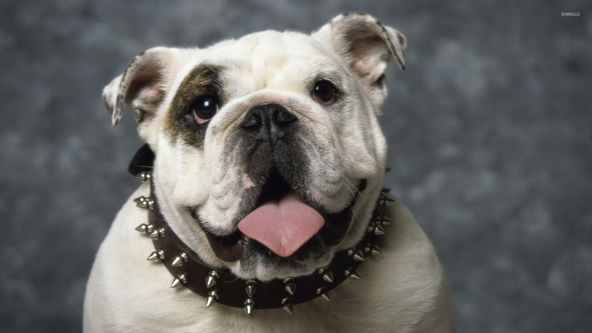 English Bulldog Wallpapers