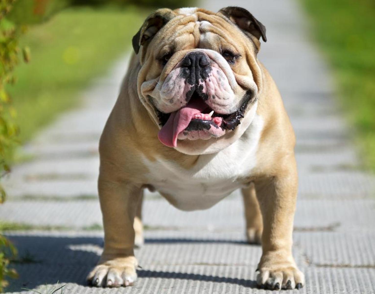 English Bulldog Wallpapers