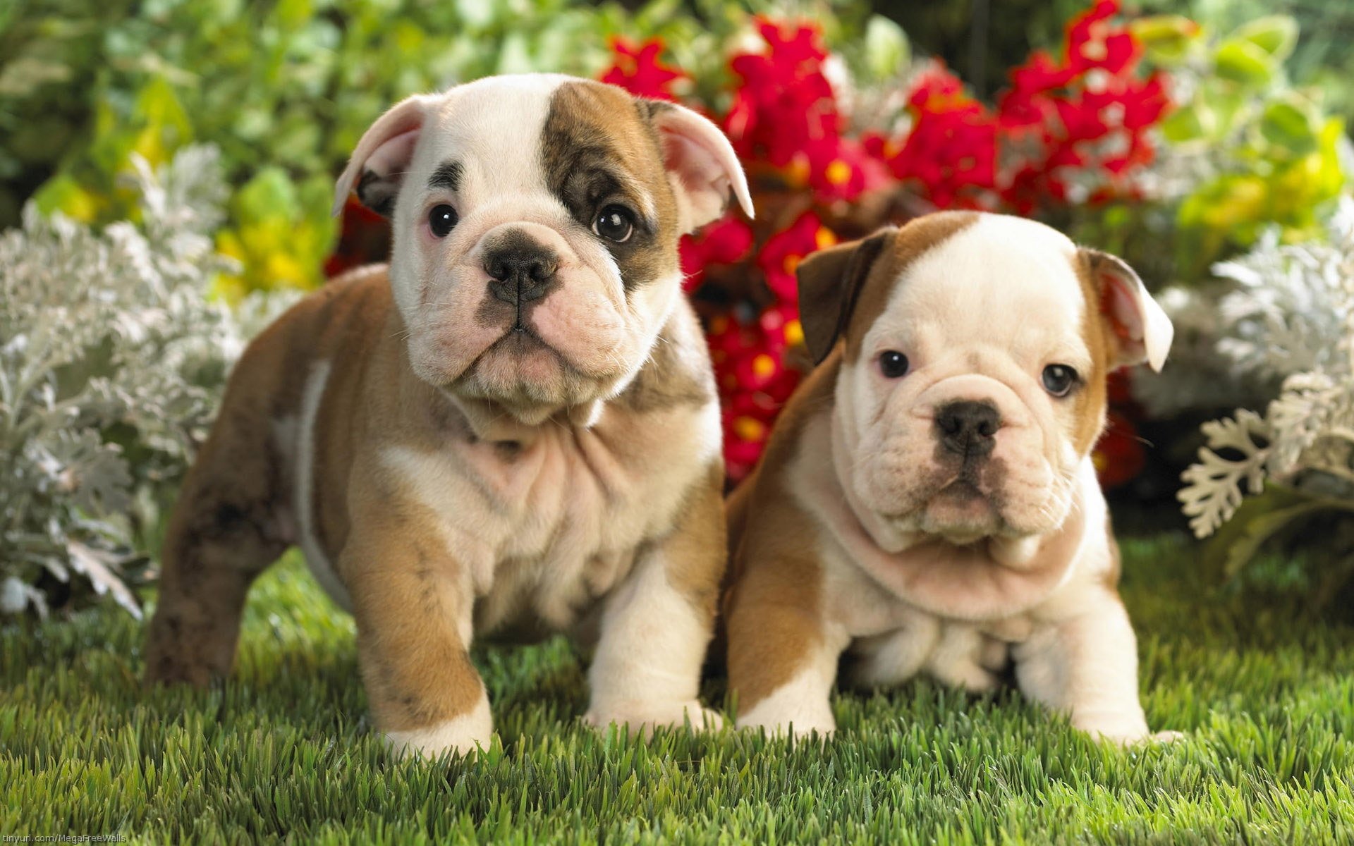 English Bulldog Wallpapers