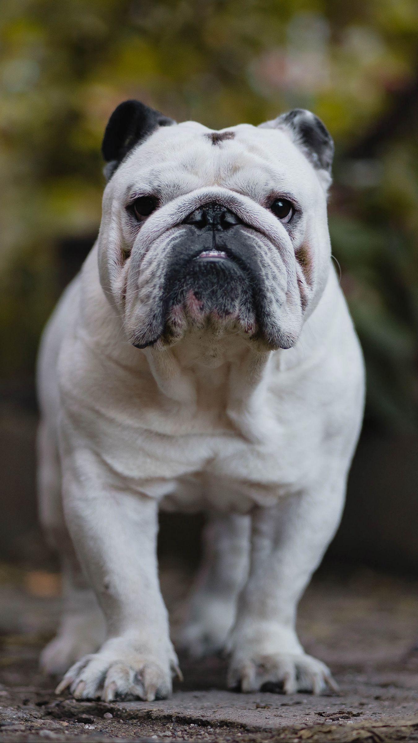 English Bulldog Wallpapers