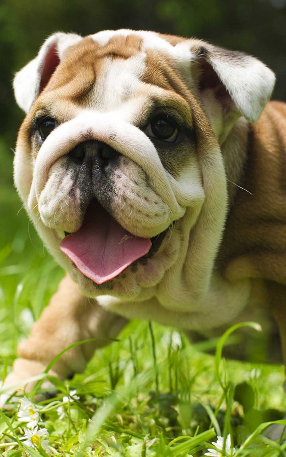 English Bulldog Wallpapers